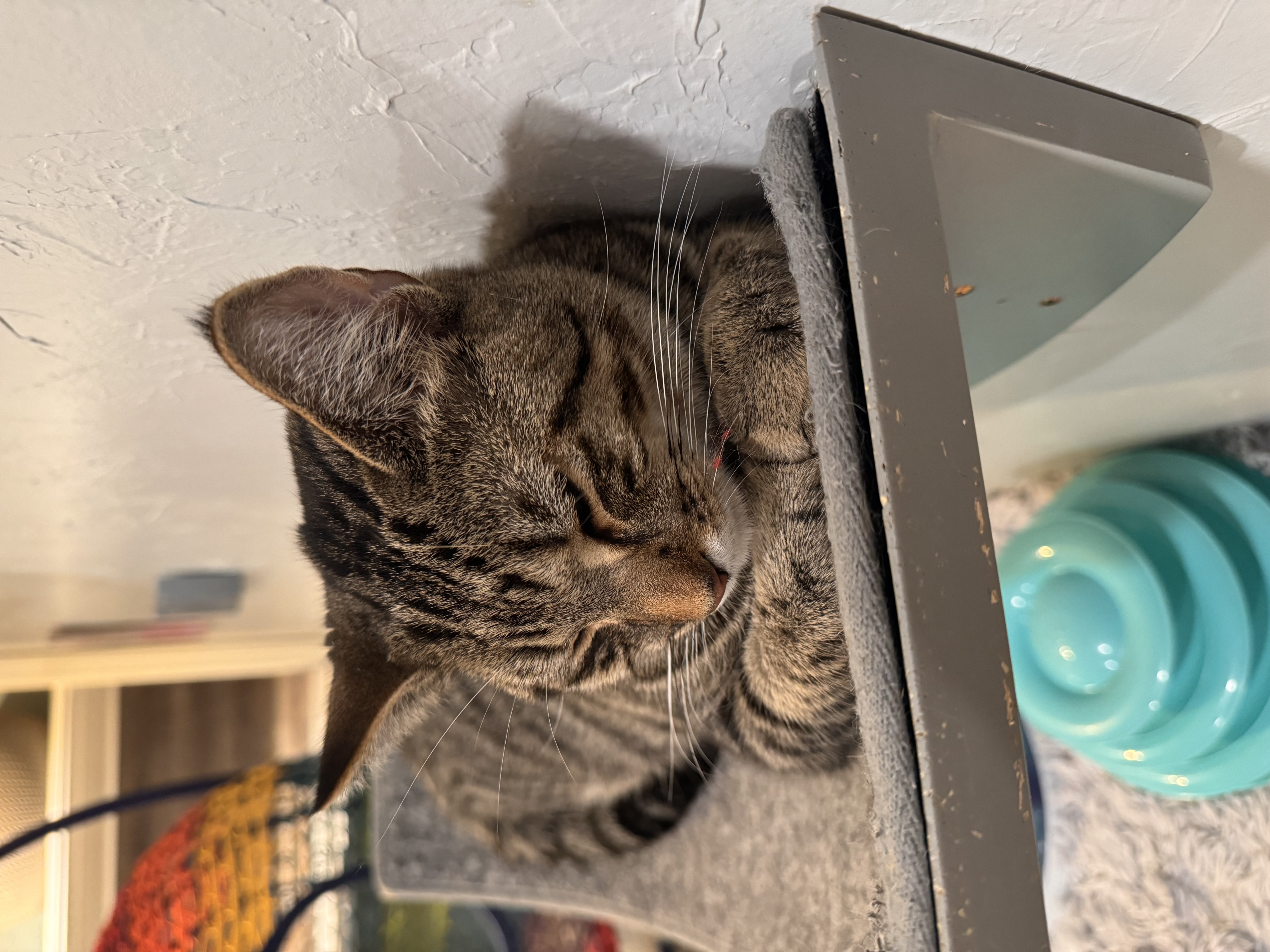 Tiger Jim, Adoptable, Young Male Tabby.