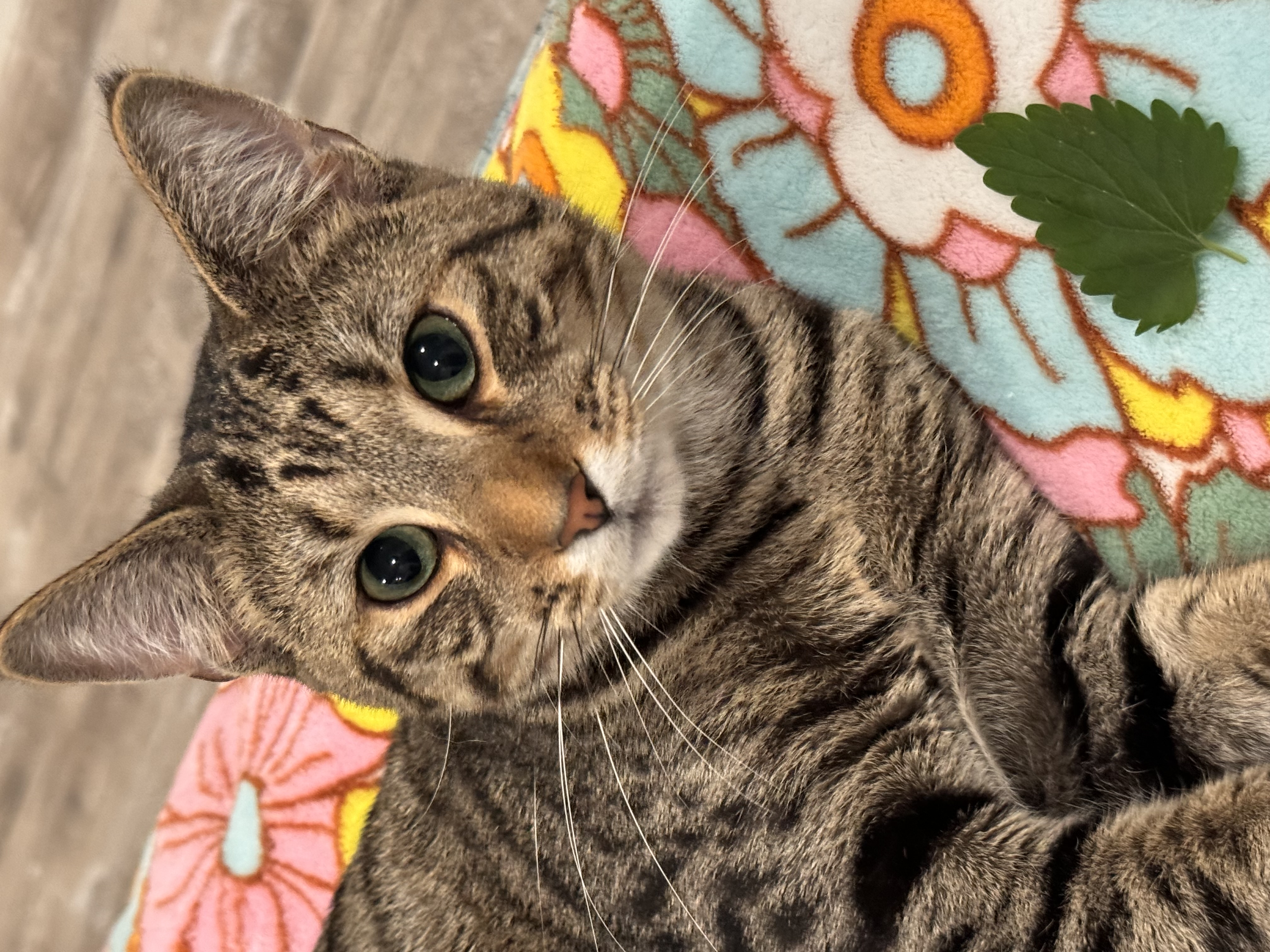 Tiger Jim, a Adoptable Tabby in Greensburg, PA image 2/2