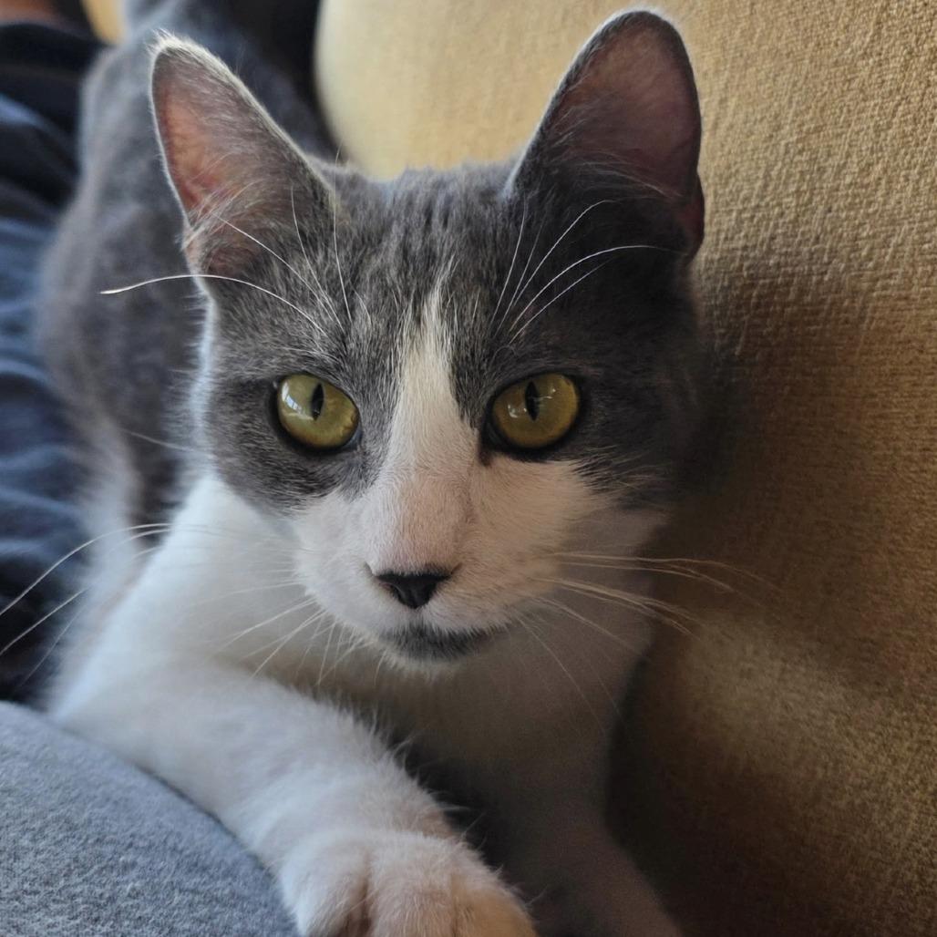 Enlarge Lucy Liu, a Adoptable mixed breed in La Grange, KY image 1/4