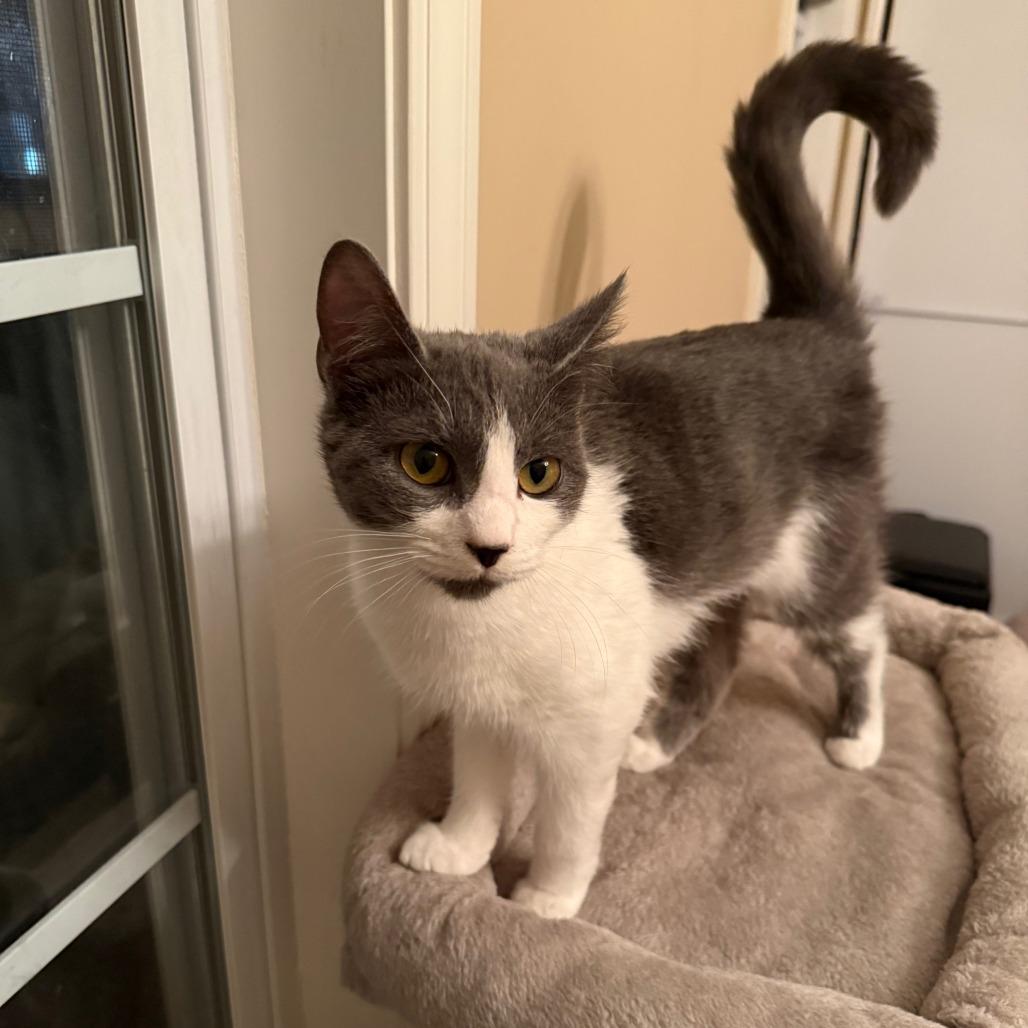 Enlarge Lucy Liu, a Adoptable mixed breed in La Grange, KY image 2/4