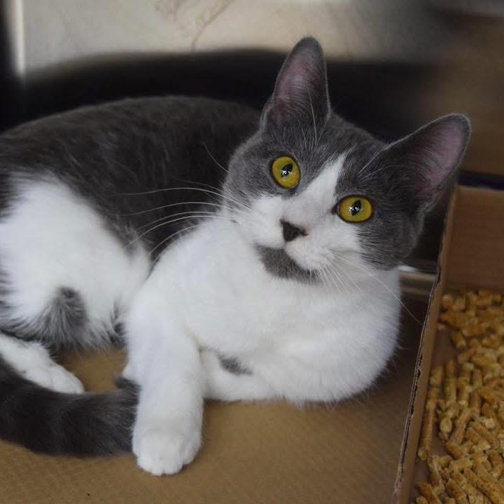 Enlarge Lucy Liu, a Adoptable mixed breed in La Grange, KY image 3/4