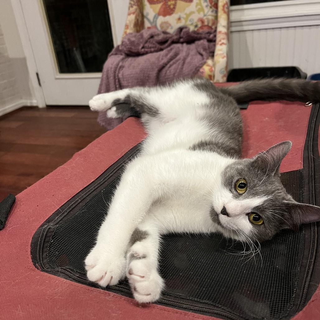 Enlarge Lucy Liu, a Adoptable mixed breed in La Grange, KY image 4/4