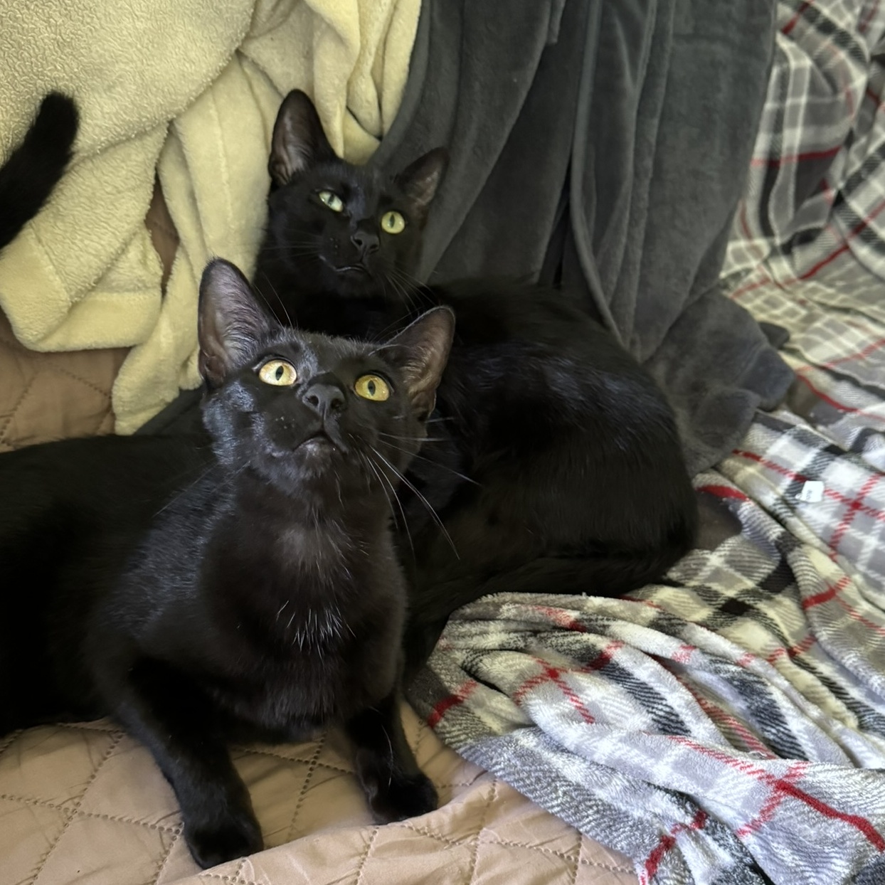 Enlarge Jinx & Blinker, a Adoptable Domestic Short Hair in Mokena, IL image 1/1