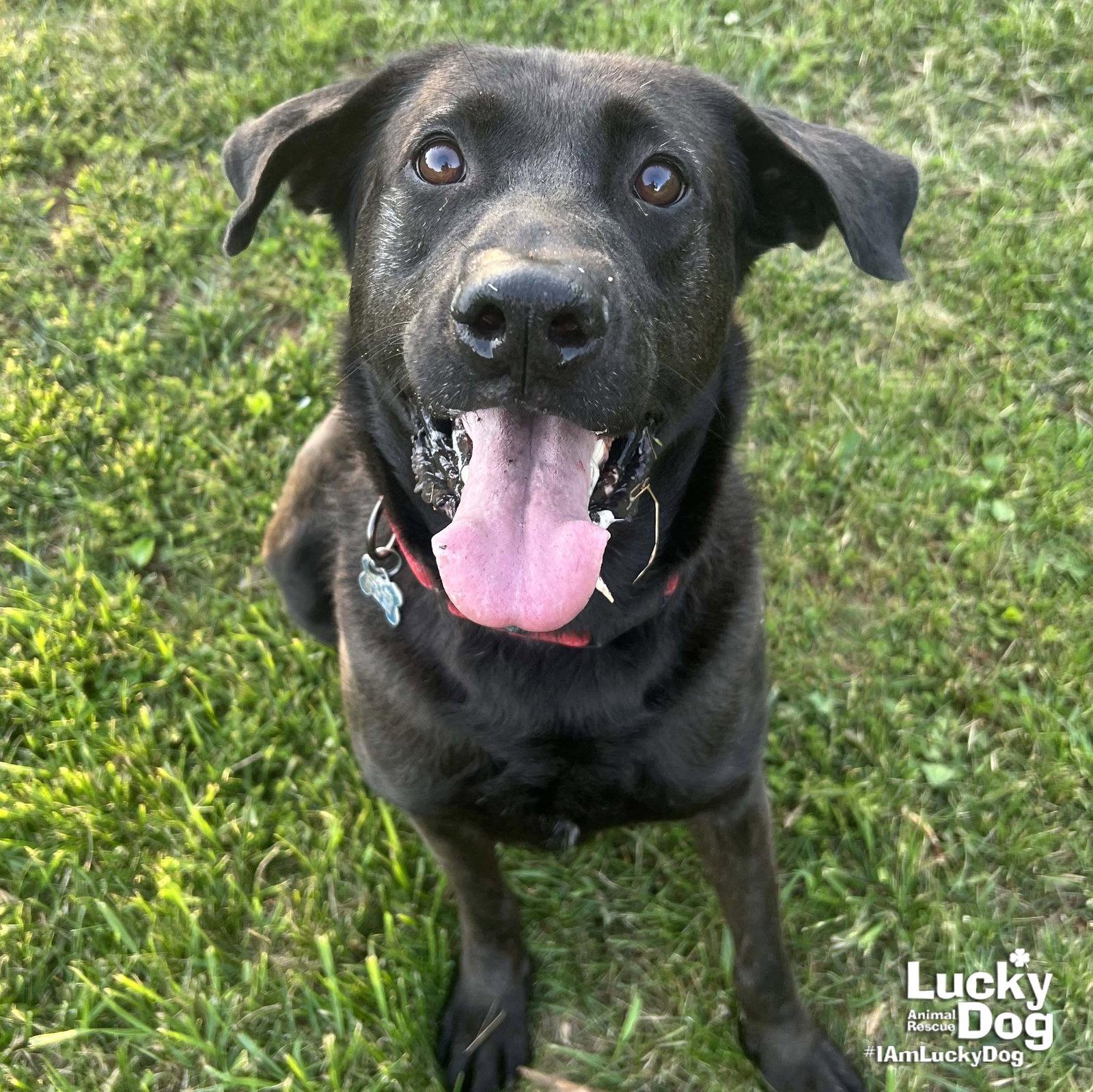 Enlarge Mikey, a Adoptable mixed breed in Washington, DC image 1/3