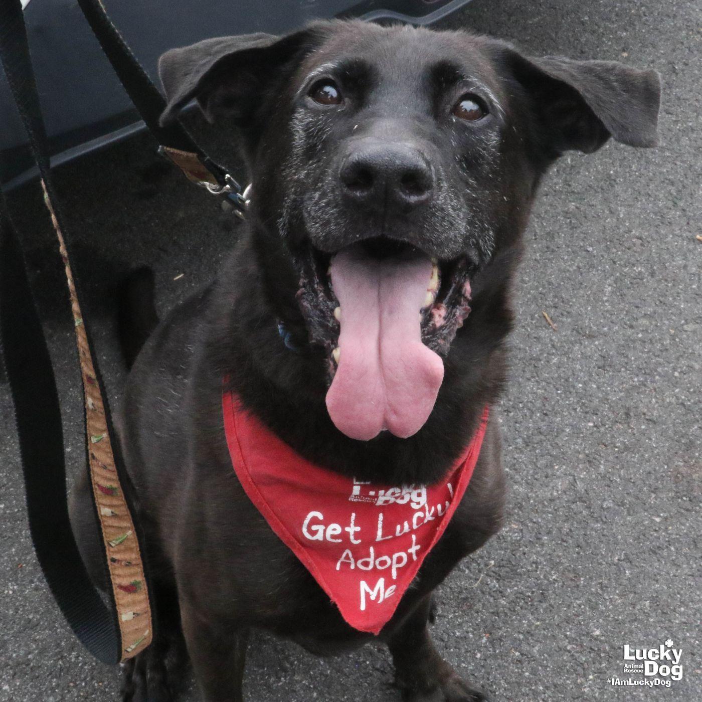 Enlarge Mikey, a Adoptable mixed breed in Washington, DC image 2/3
