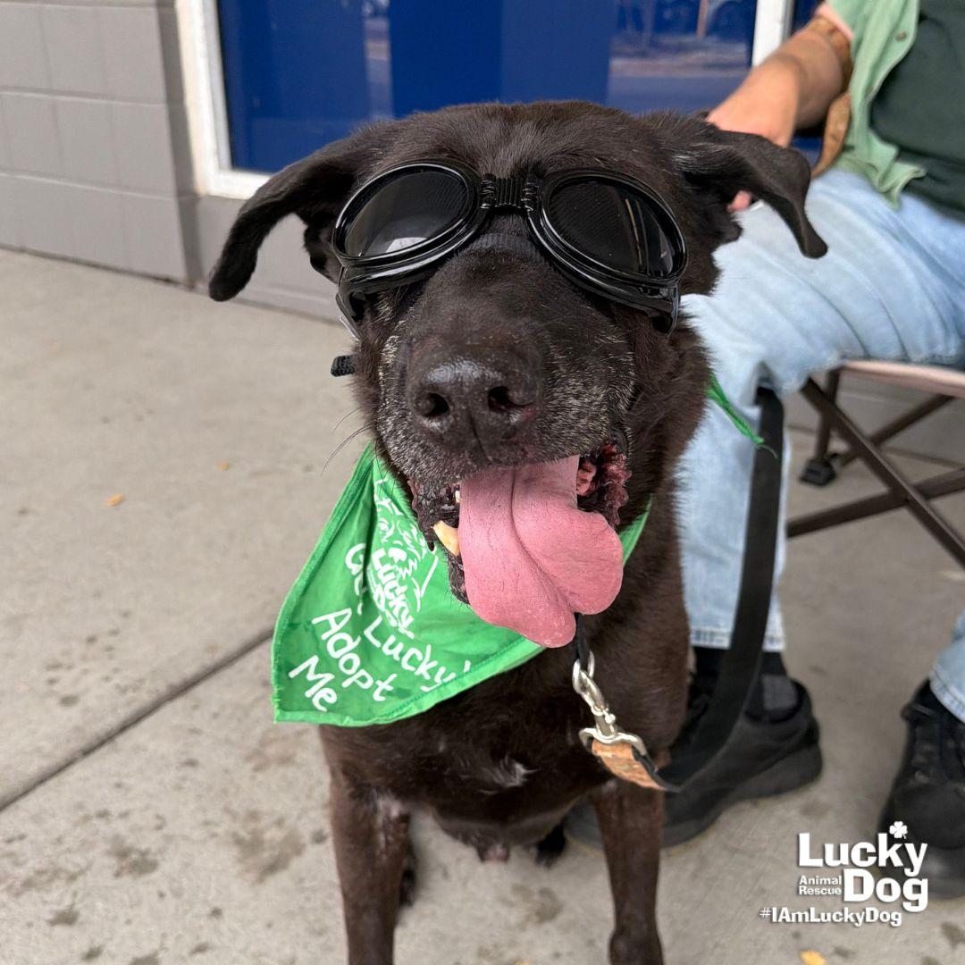 Enlarge Mikey, a Adoptable mixed breed in Washington, DC image 3/3