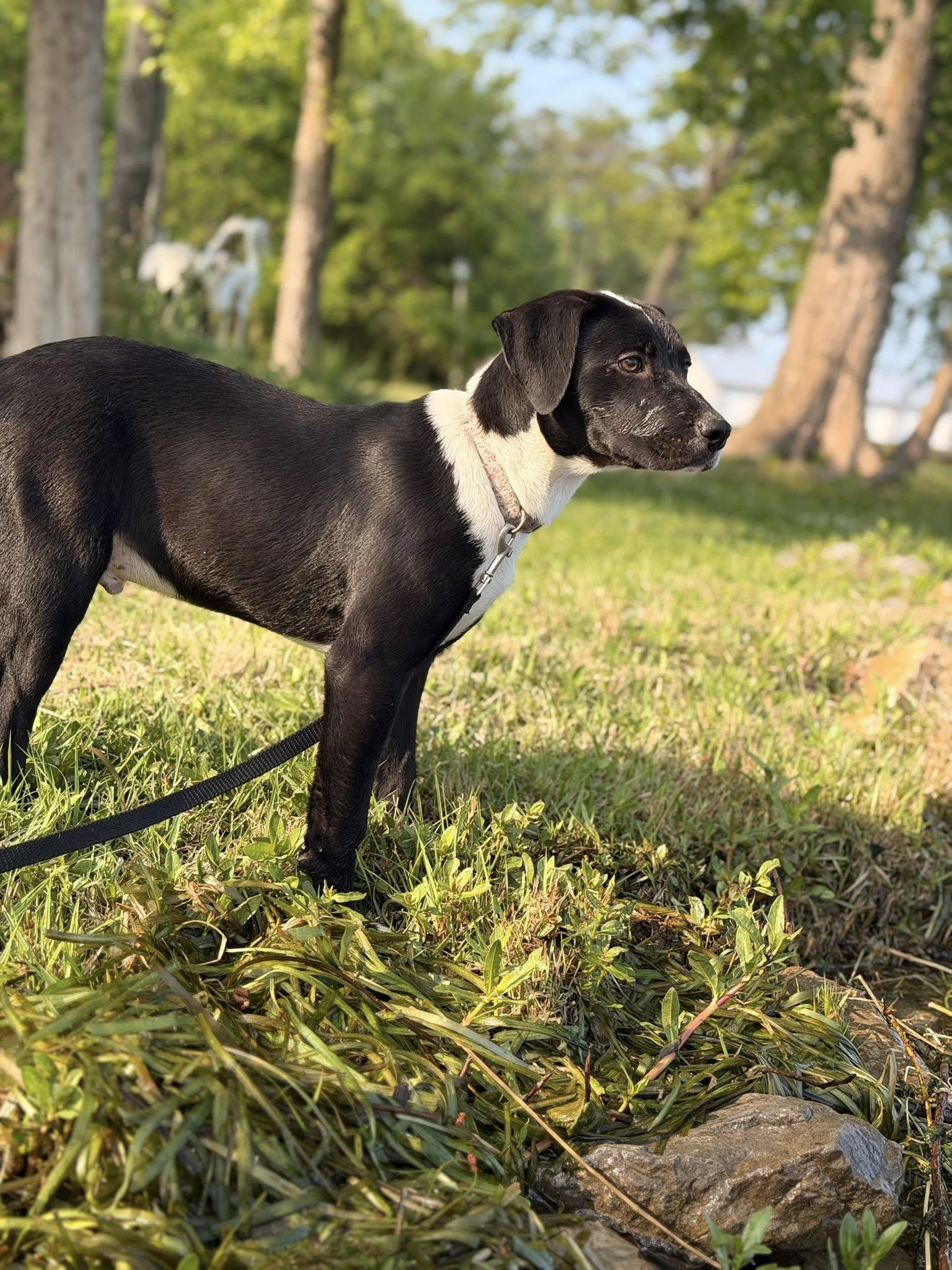Enlarge River, an adopted Mixed Breed in Joppa, AL image 2/6