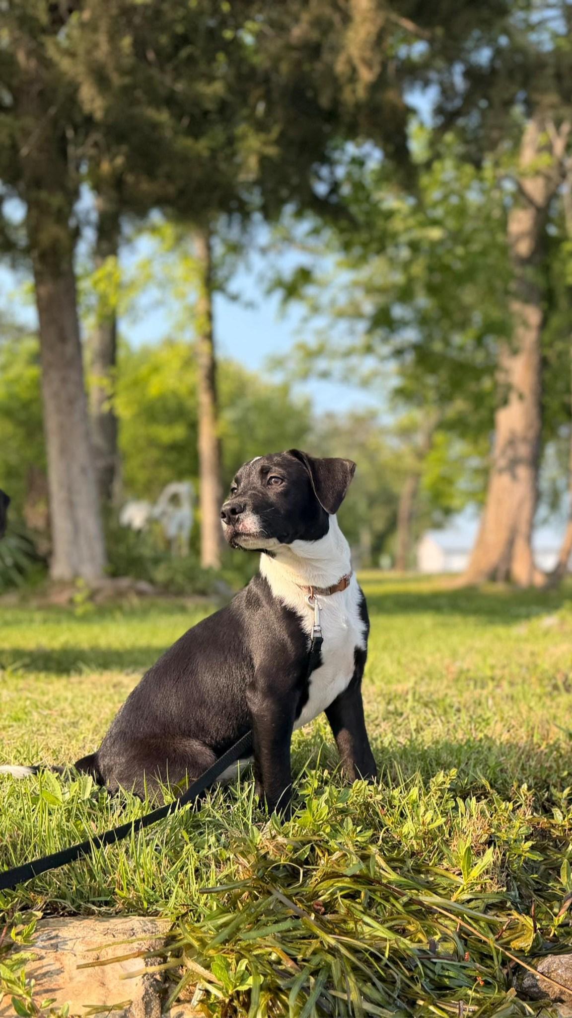 Enlarge River, an adopted Mixed Breed in Joppa, AL image 4/6