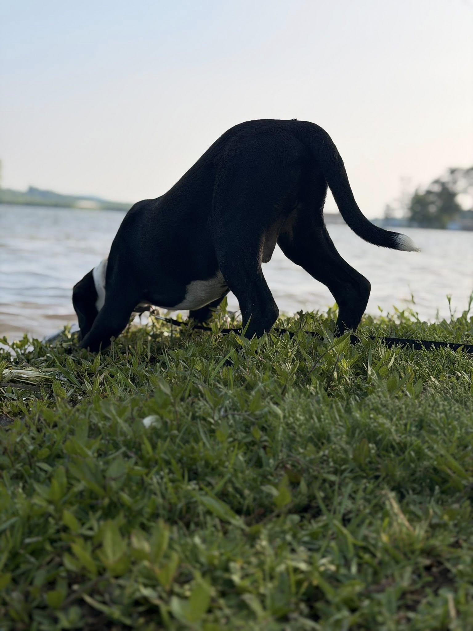 Enlarge River, an adopted Mixed Breed in Joppa, AL image 3/6
