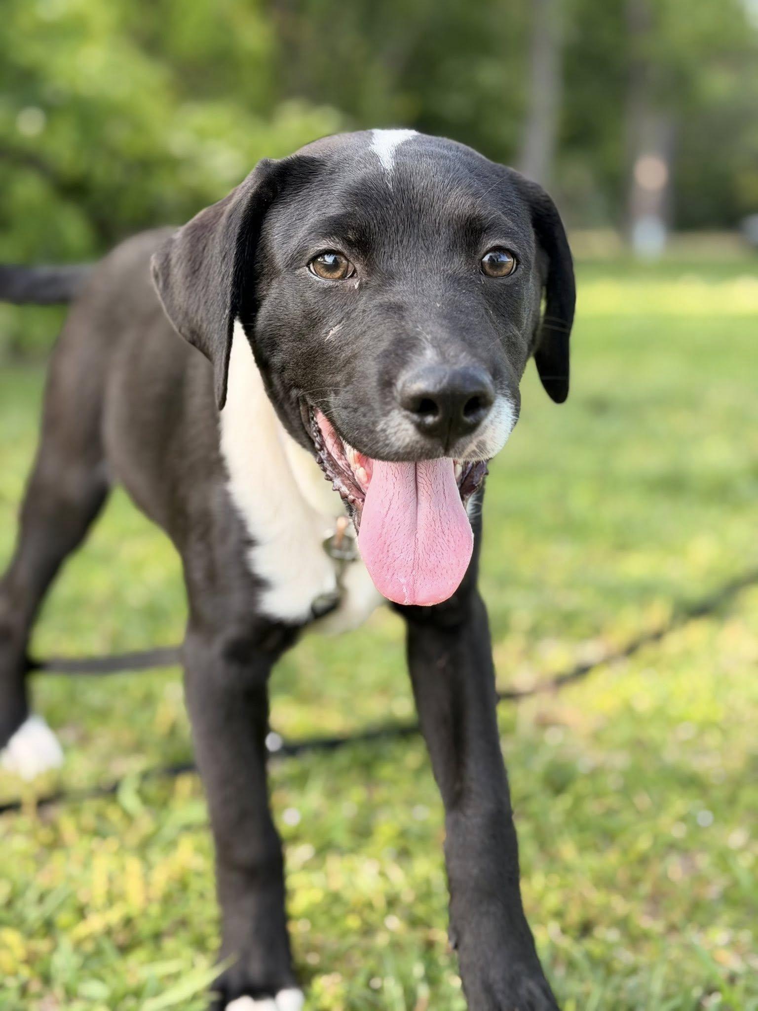 Enlarge River, an adopted Mixed Breed in Joppa, AL image 1/6