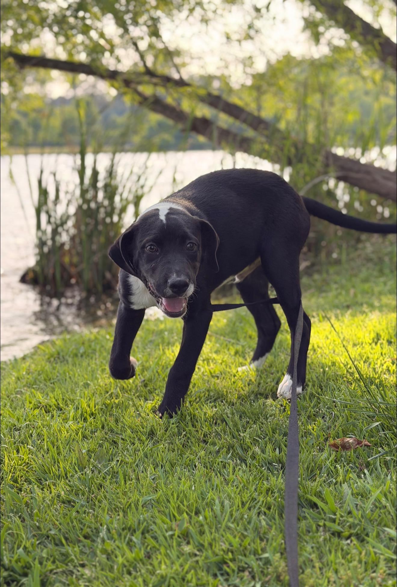 Enlarge River, an adopted Mixed Breed in Joppa, AL image 5/6
