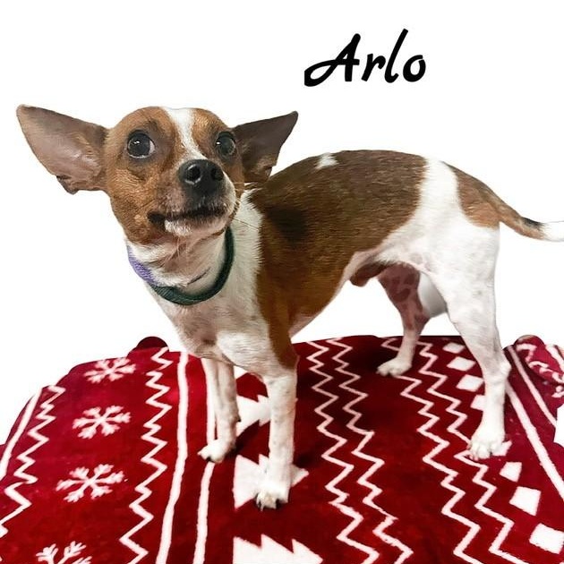 Arlo