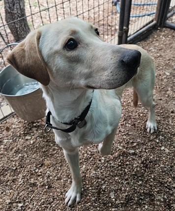Georgie, Adoptable, Young Male Labrador Retriever.