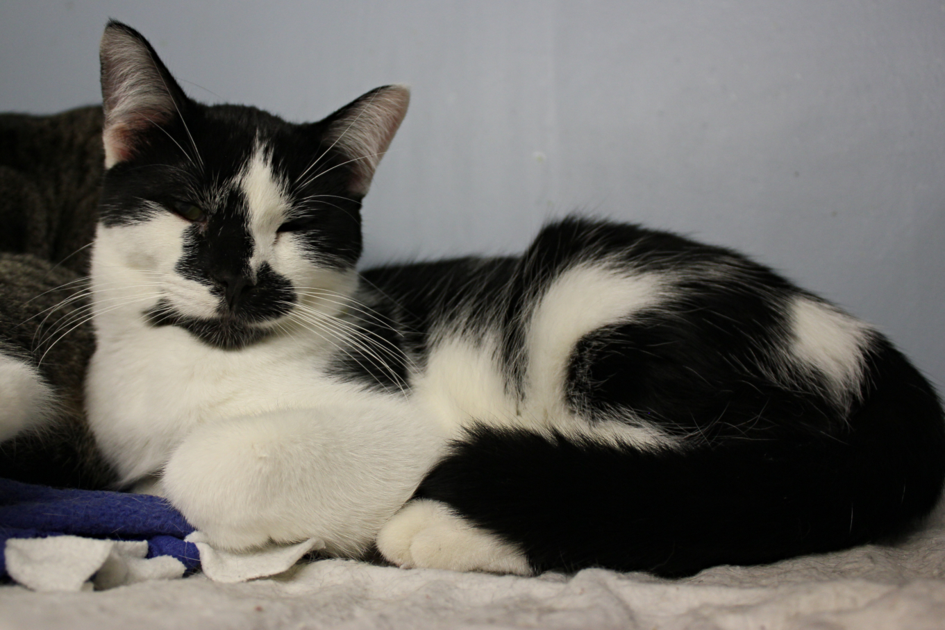 Gilligan, a Adoptable Domestic Short Hair in New Richmond, WI image 4/4