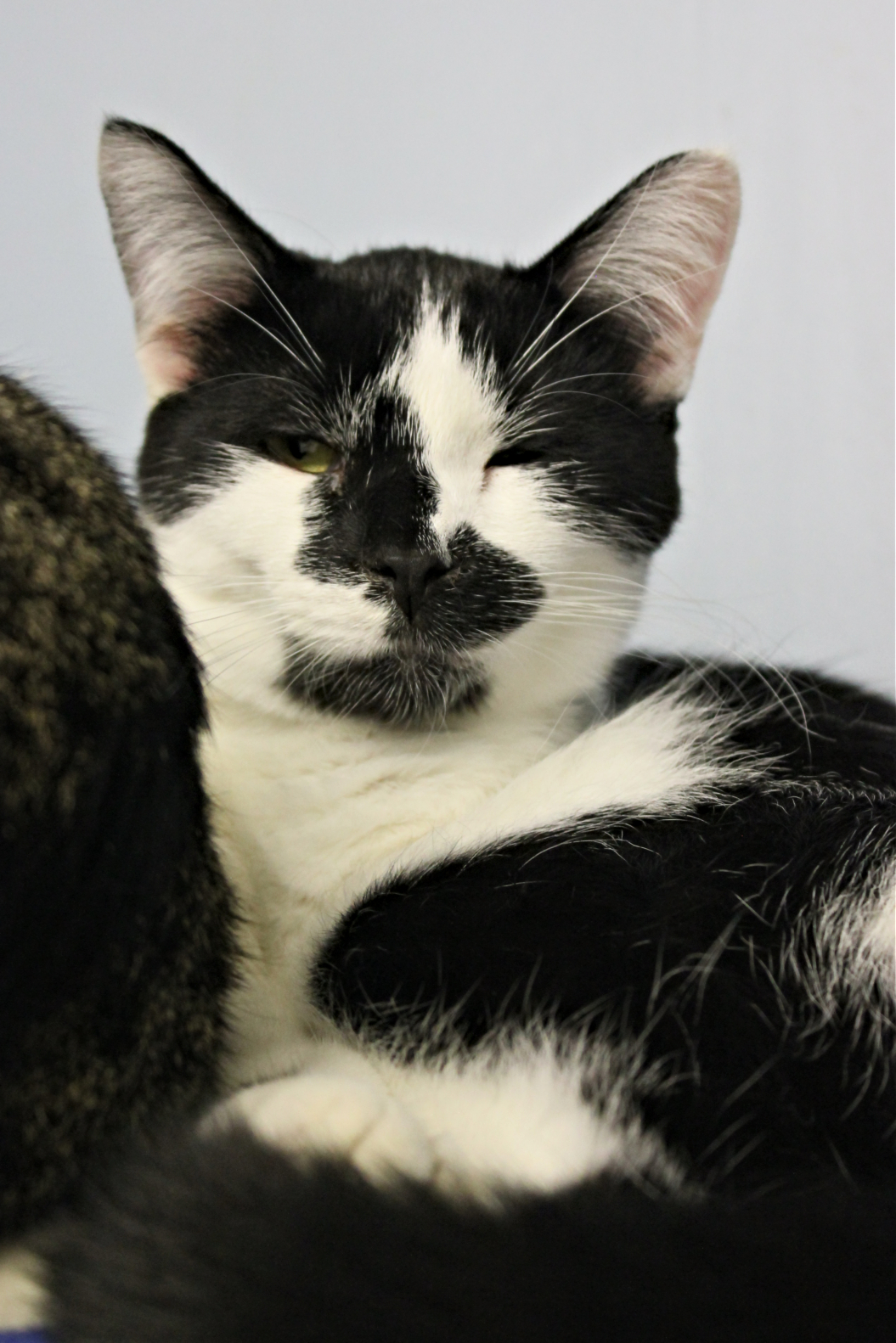 Gilligan, Adoptable, Adult Male Domestic Short Hair.