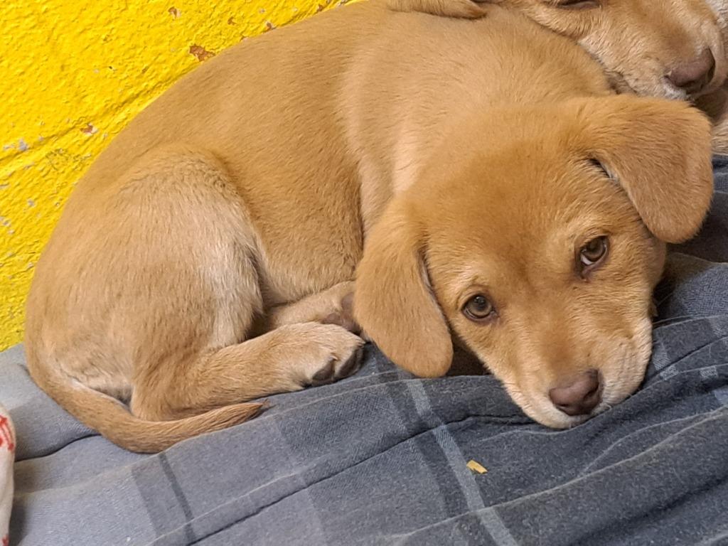 Barbie, Adoptable, Puppy Female Mixed Breed.