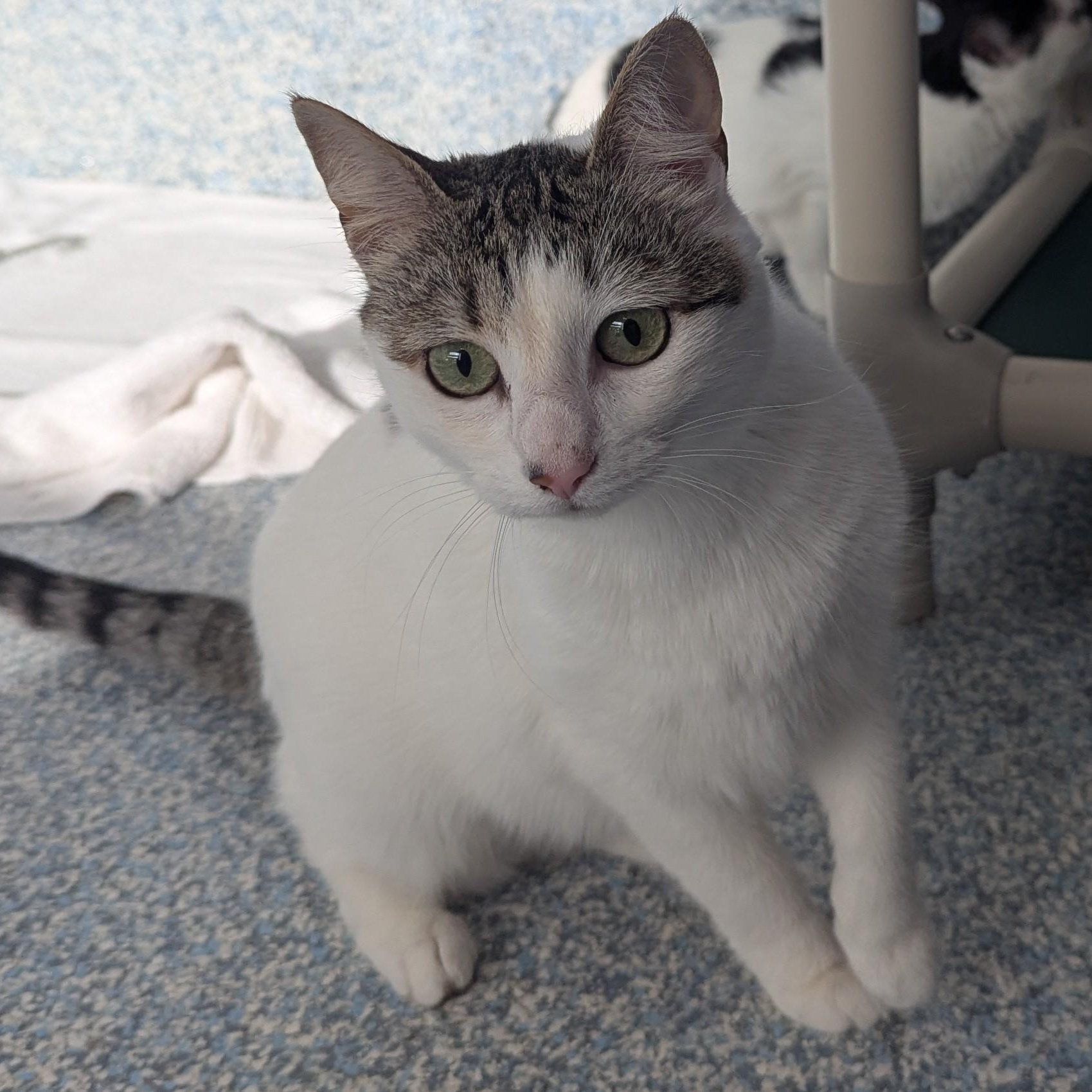 Enlarge Calypso, a ADOPTABLE Domestic Short Hair in Stafford, VA image 1/1