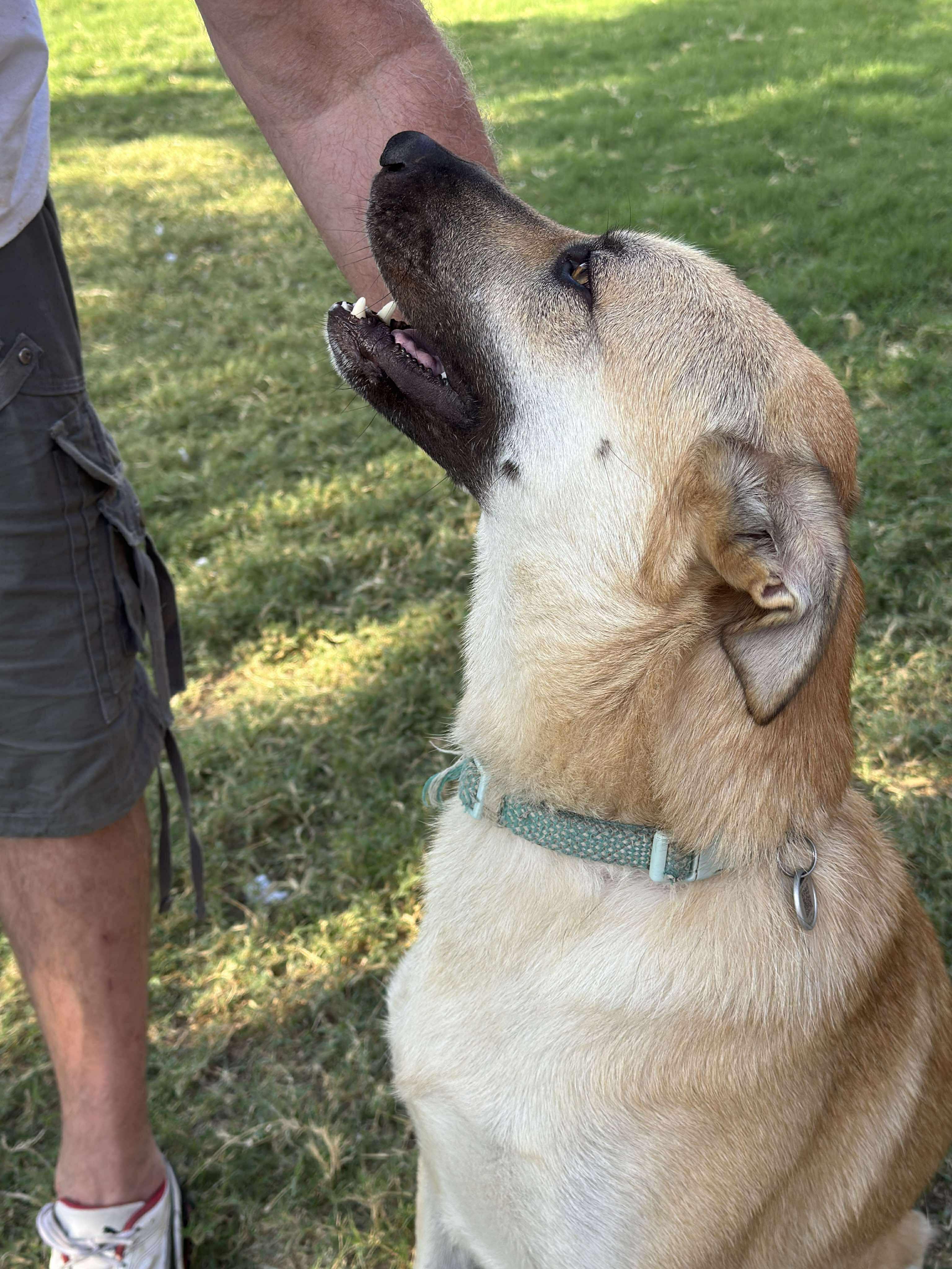 Luna, a Adoptable mixed breed in Houston, TX image 2/4