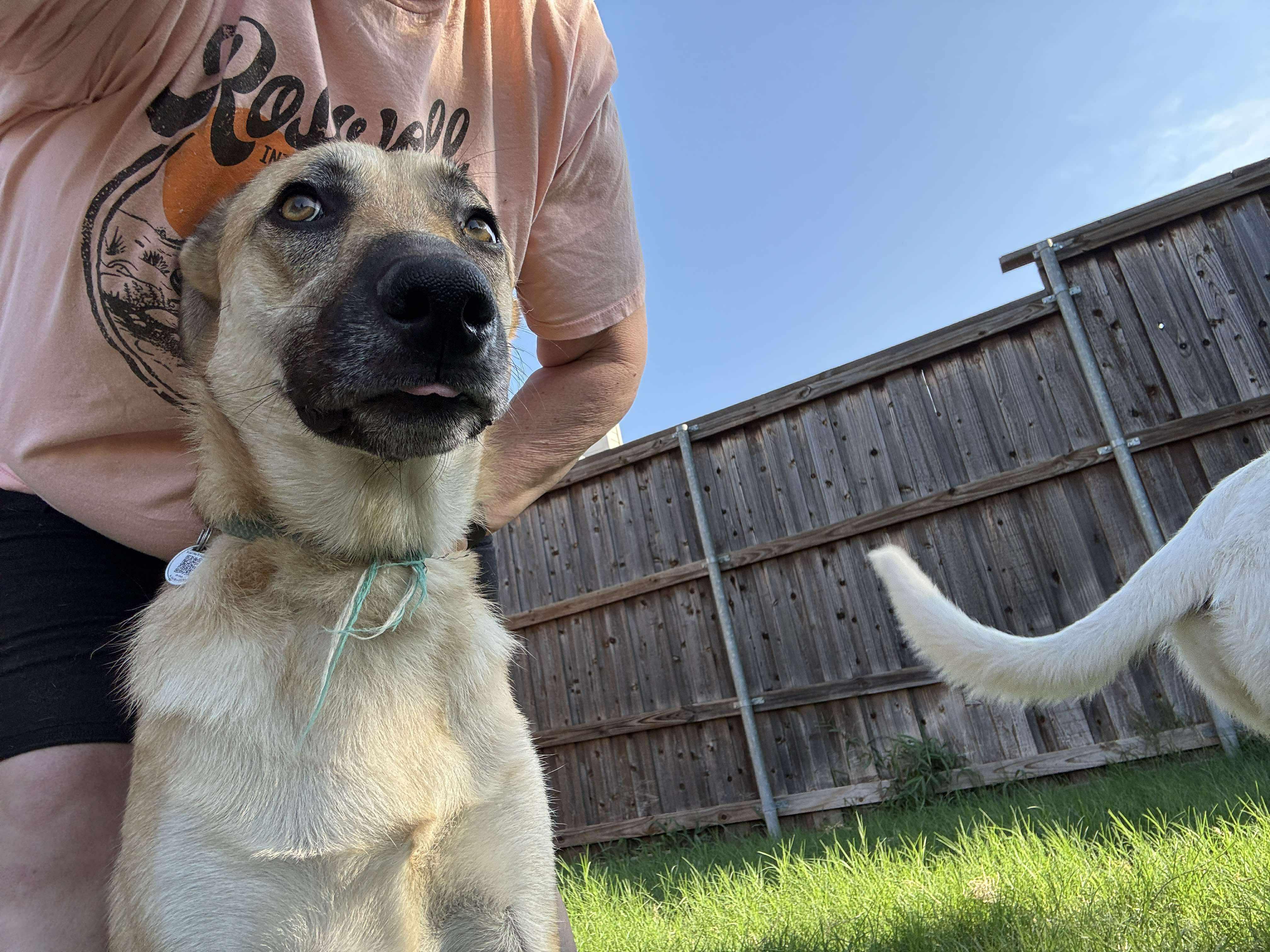 Luna, a Adoptable mixed breed in Houston, TX image 3/4