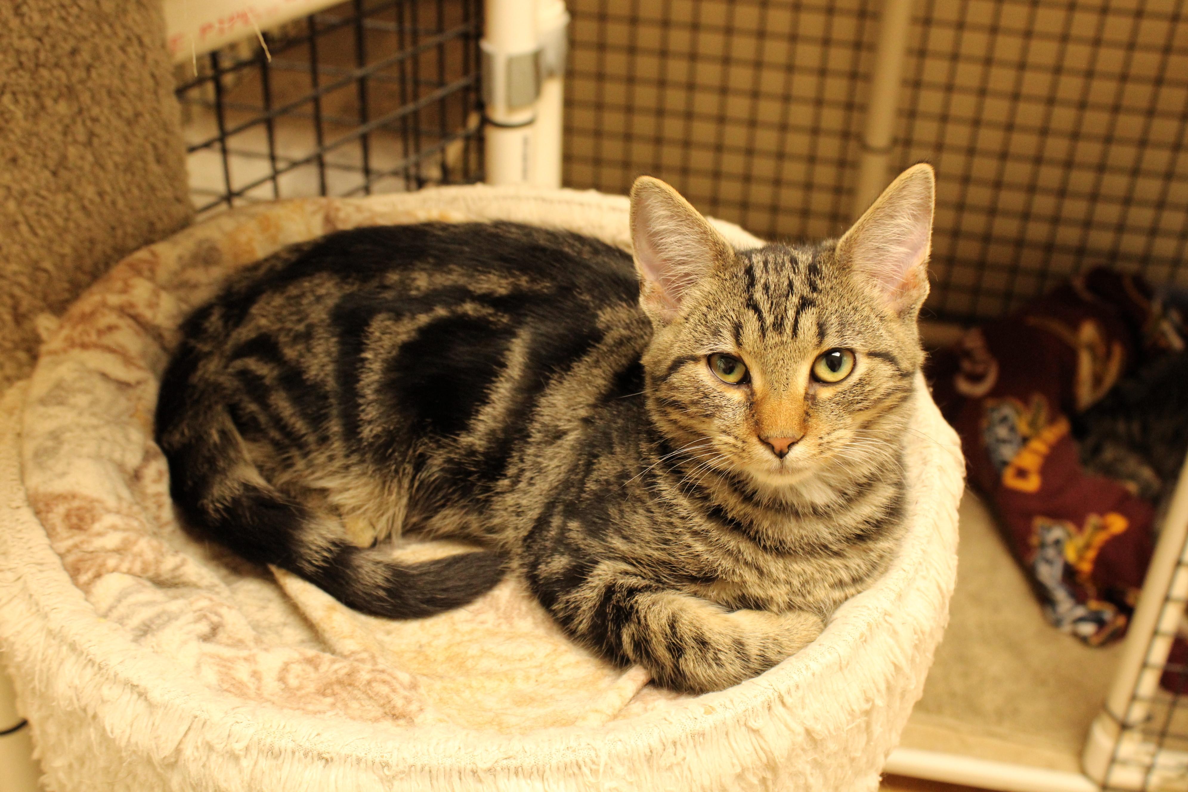Boone, Adoptable, Kitten Male Domestic Short Hair.