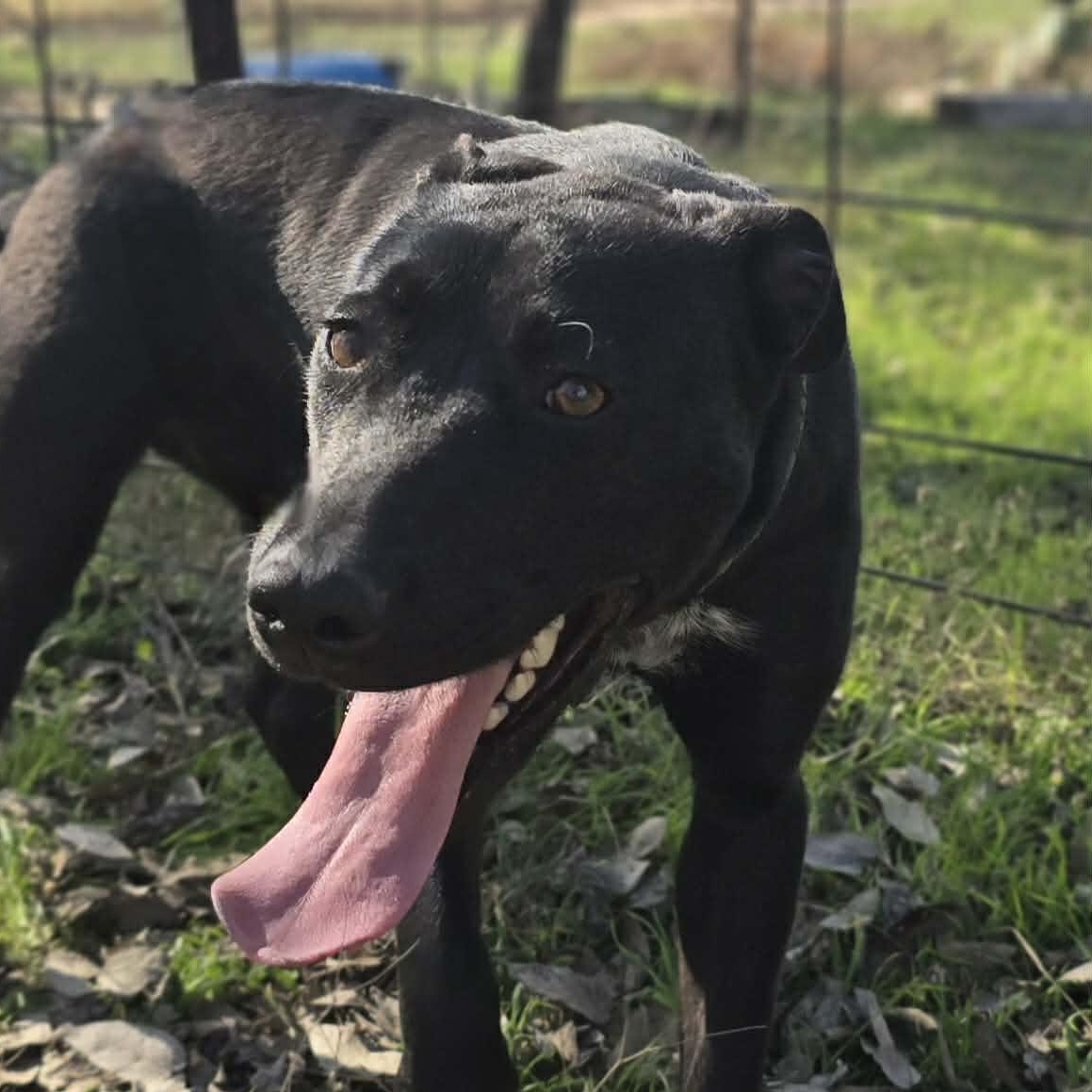 Puddin Pop-fostered in Texas, transport available — thumbnail 3