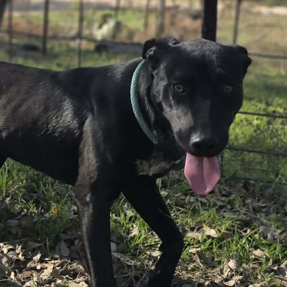 Puddin Pop-fostered in Texas, transport available — thumbnail 4