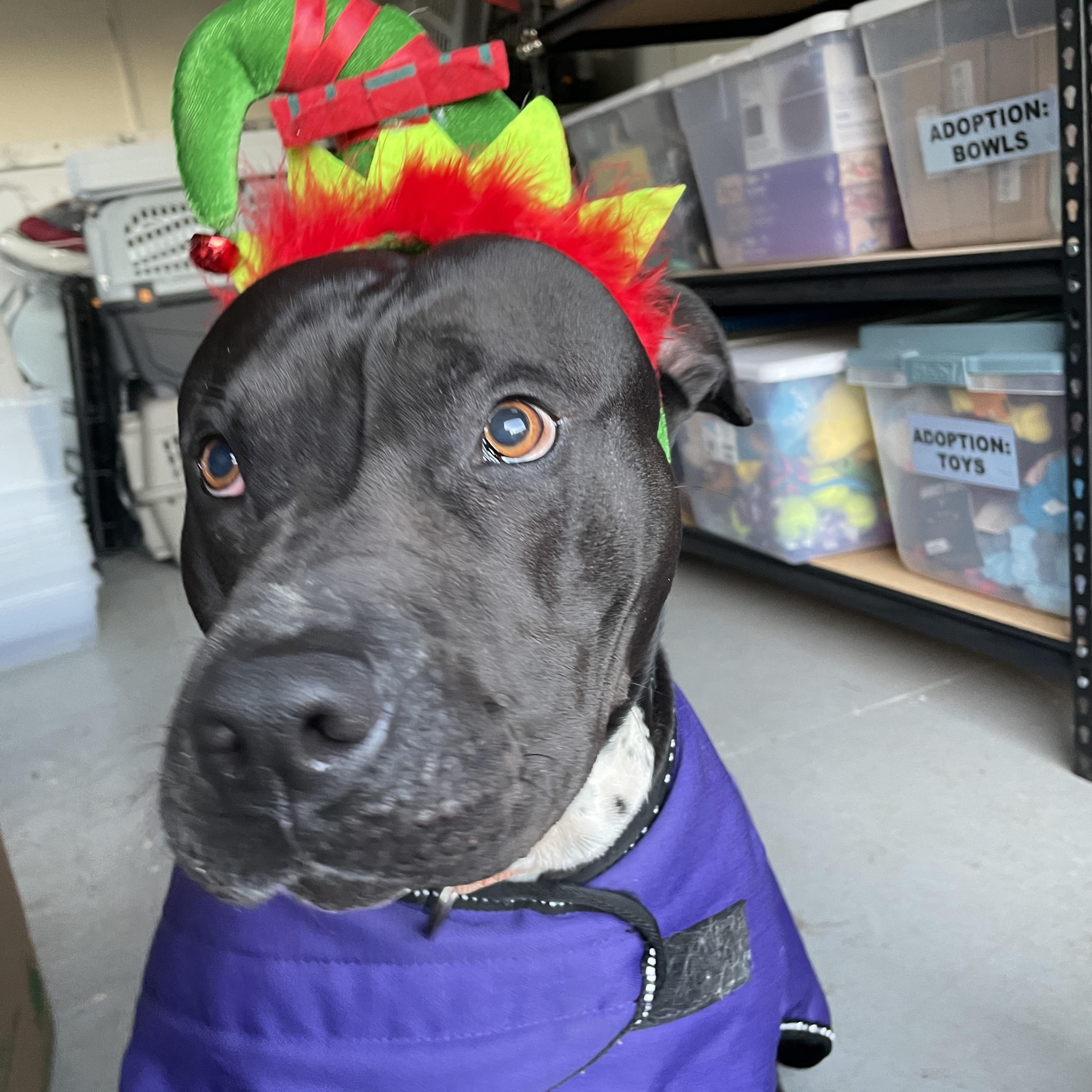 Enlarge Cupcake, a ADOPTABLE mixed breed in Lake Oswego, OR image 1/4