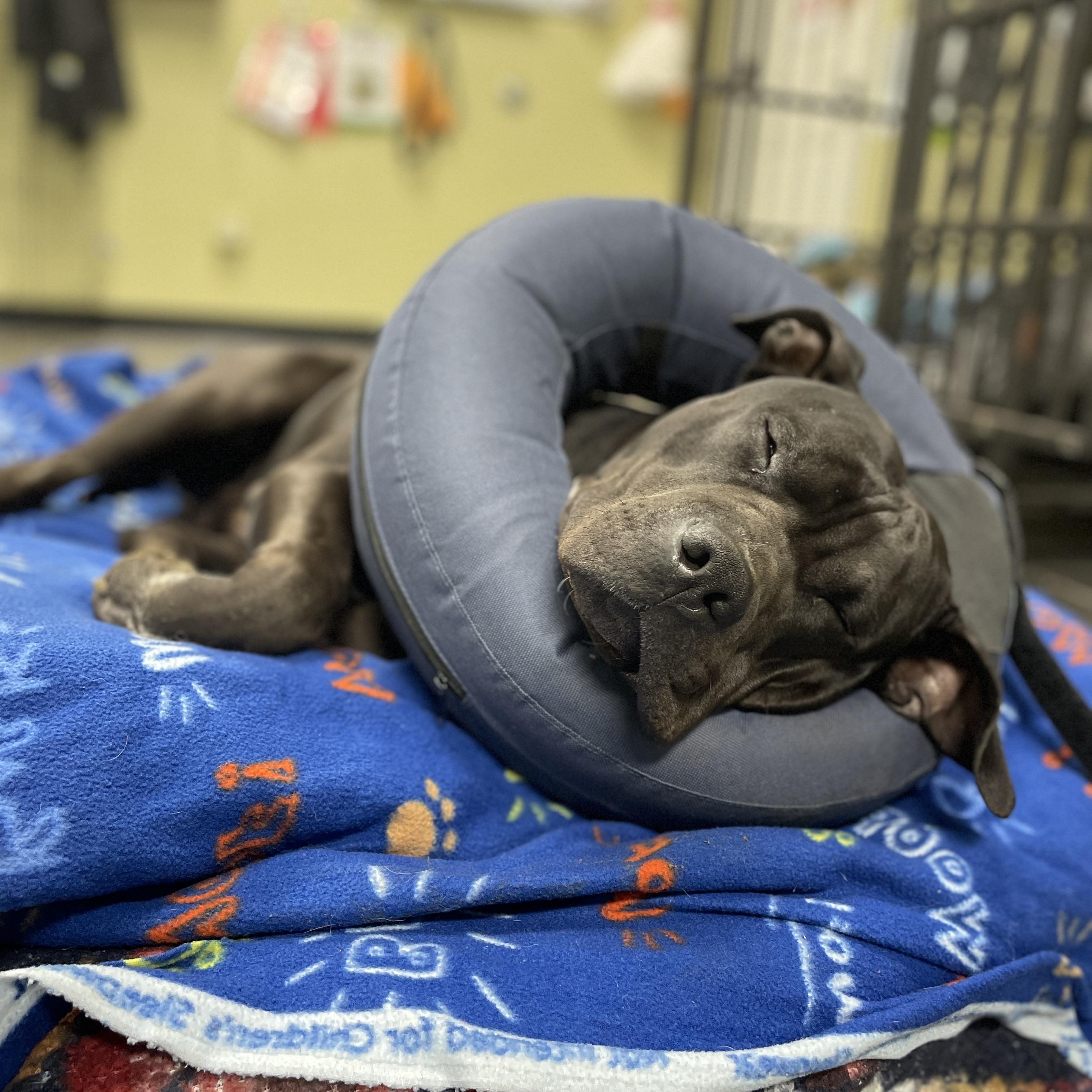 Enlarge Cupcake, a ADOPTABLE mixed breed in Lake Oswego, OR image 2/4