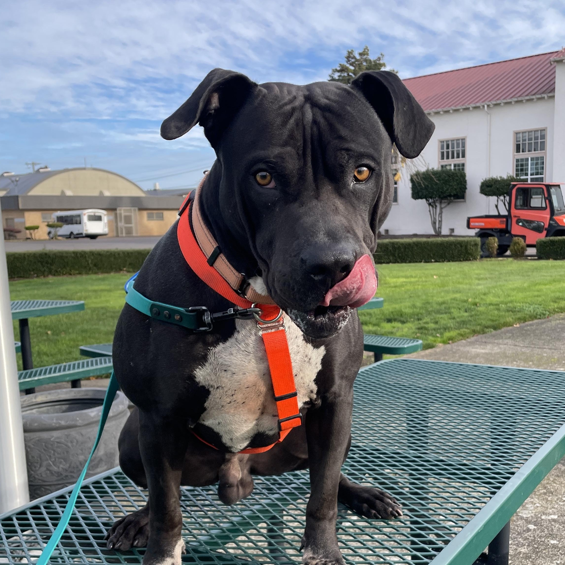 Enlarge Cupcake, a ADOPTABLE mixed breed in Lake Oswego, OR image 3/4