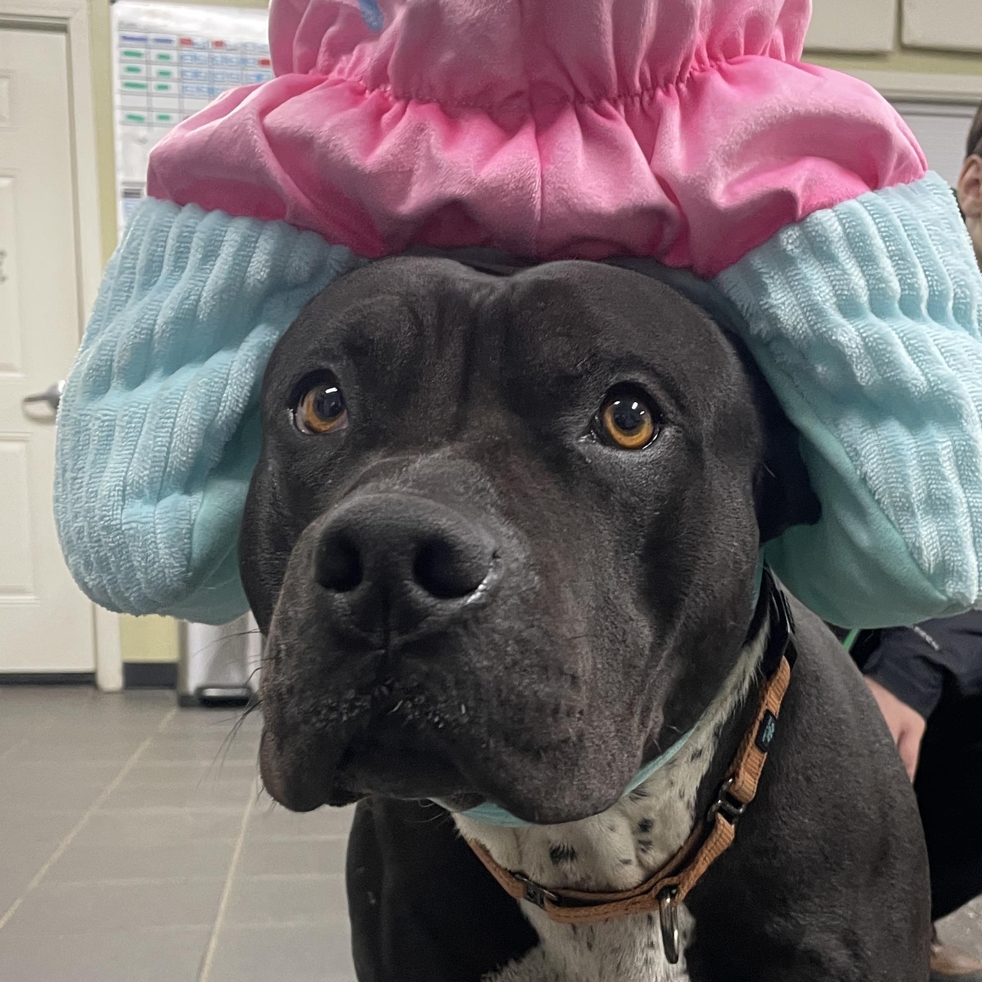 Enlarge Cupcake, a ADOPTABLE mixed breed in Lake Oswego, OR image 4/4