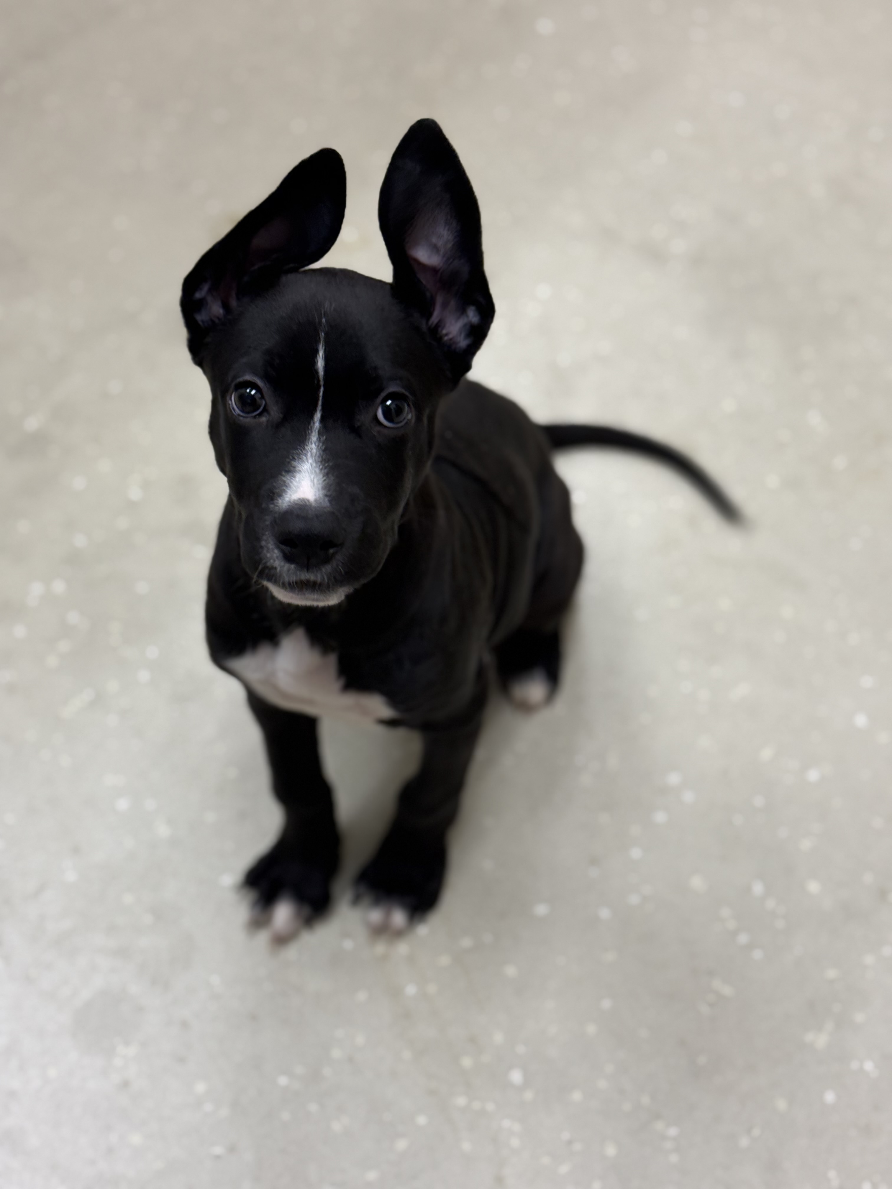Izzy, Adopted, Puppy Female Border Collie & Pit Bull Terrier.