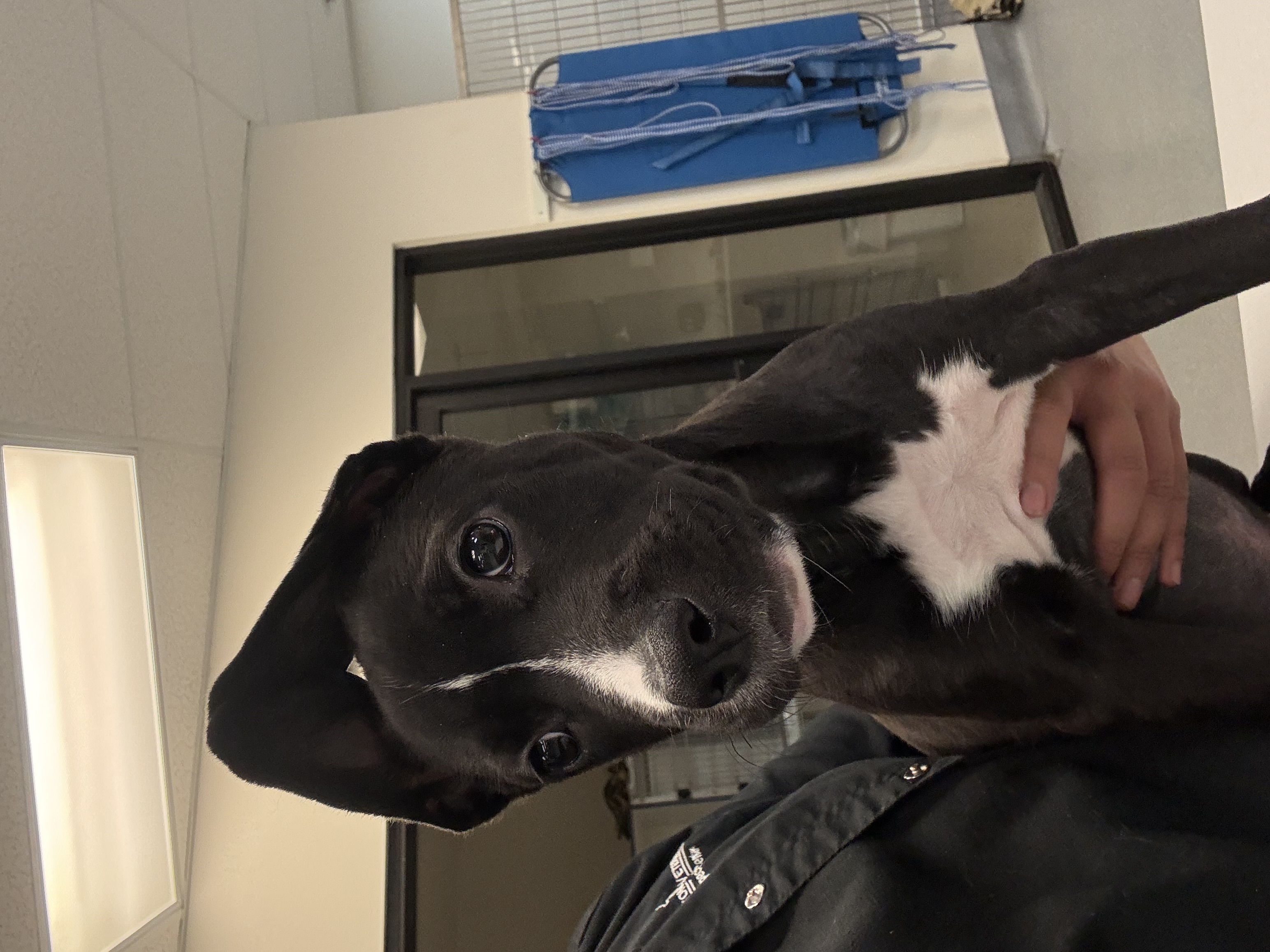 Enlarge Izzy, a Adopted mixed breed in Lodi, CA image 2/3