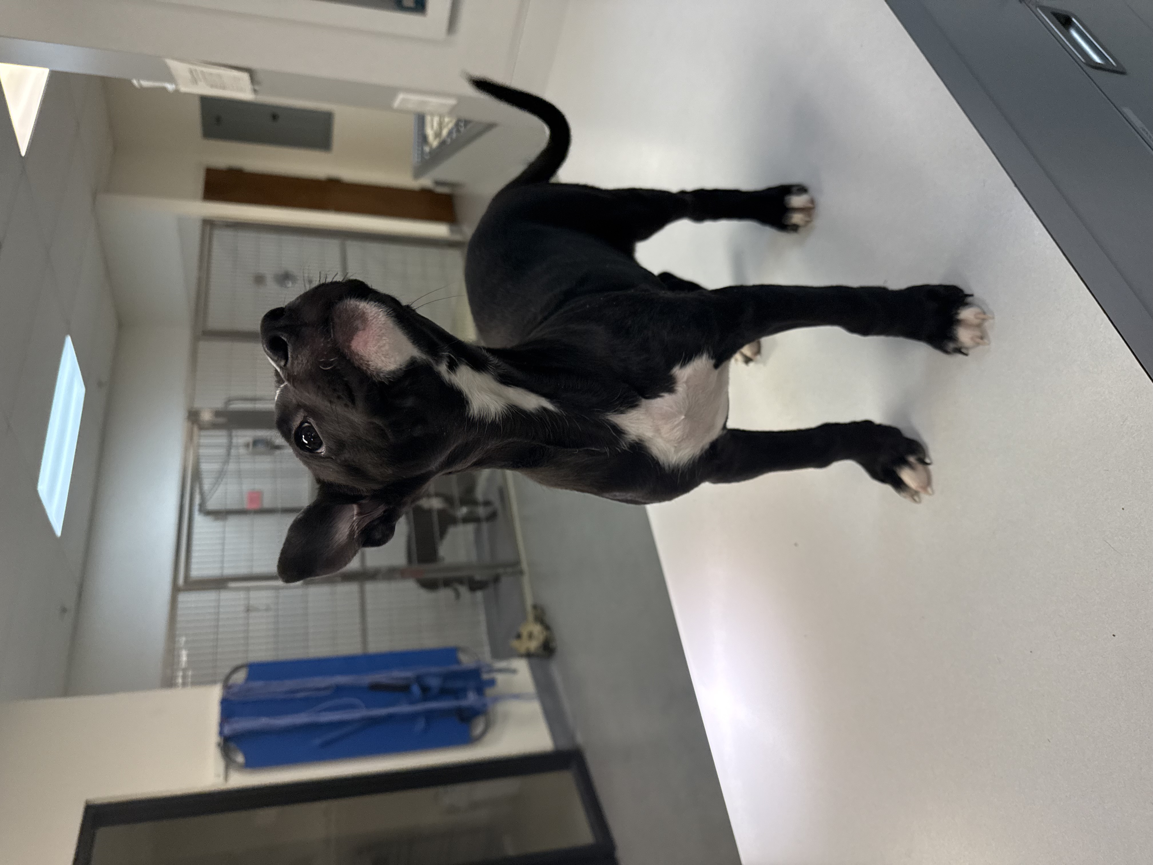 Enlarge Izzy, a Adopted mixed breed in Lodi, CA image 3/3