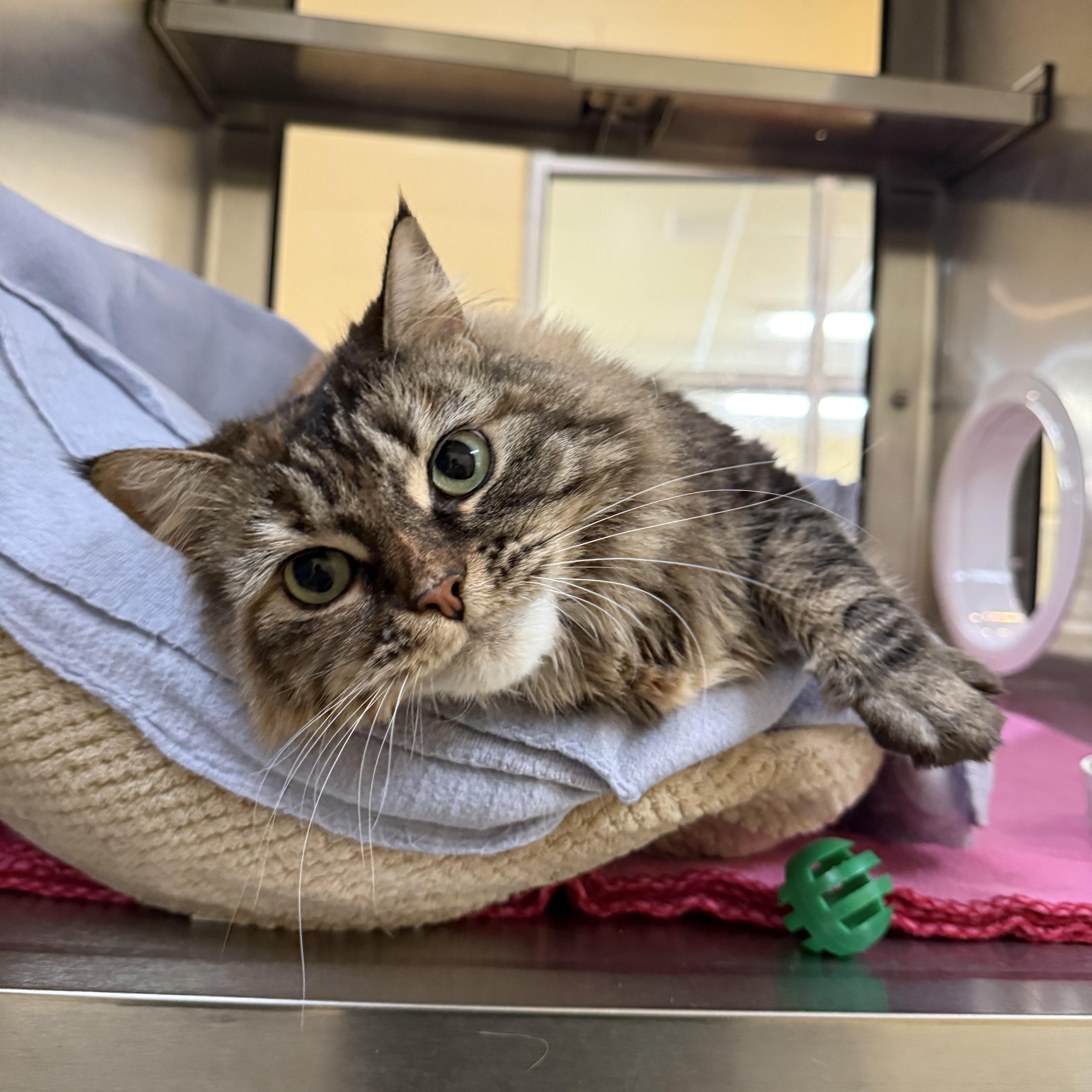 Snickerdoodle, adopted, Adult Female Domestic Long Hair.