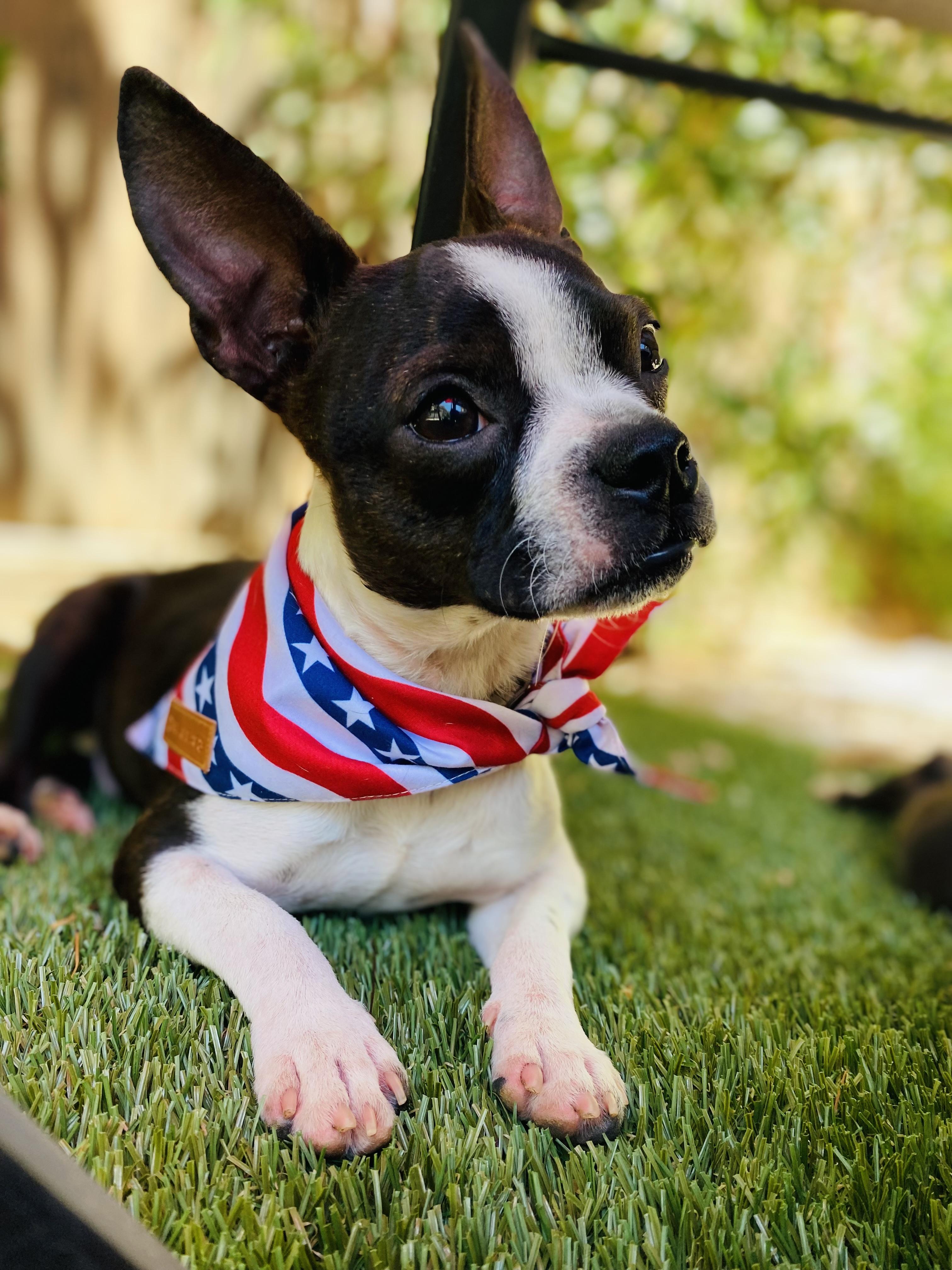 Hank, Adopted, Puppy Male Boston Terrier.