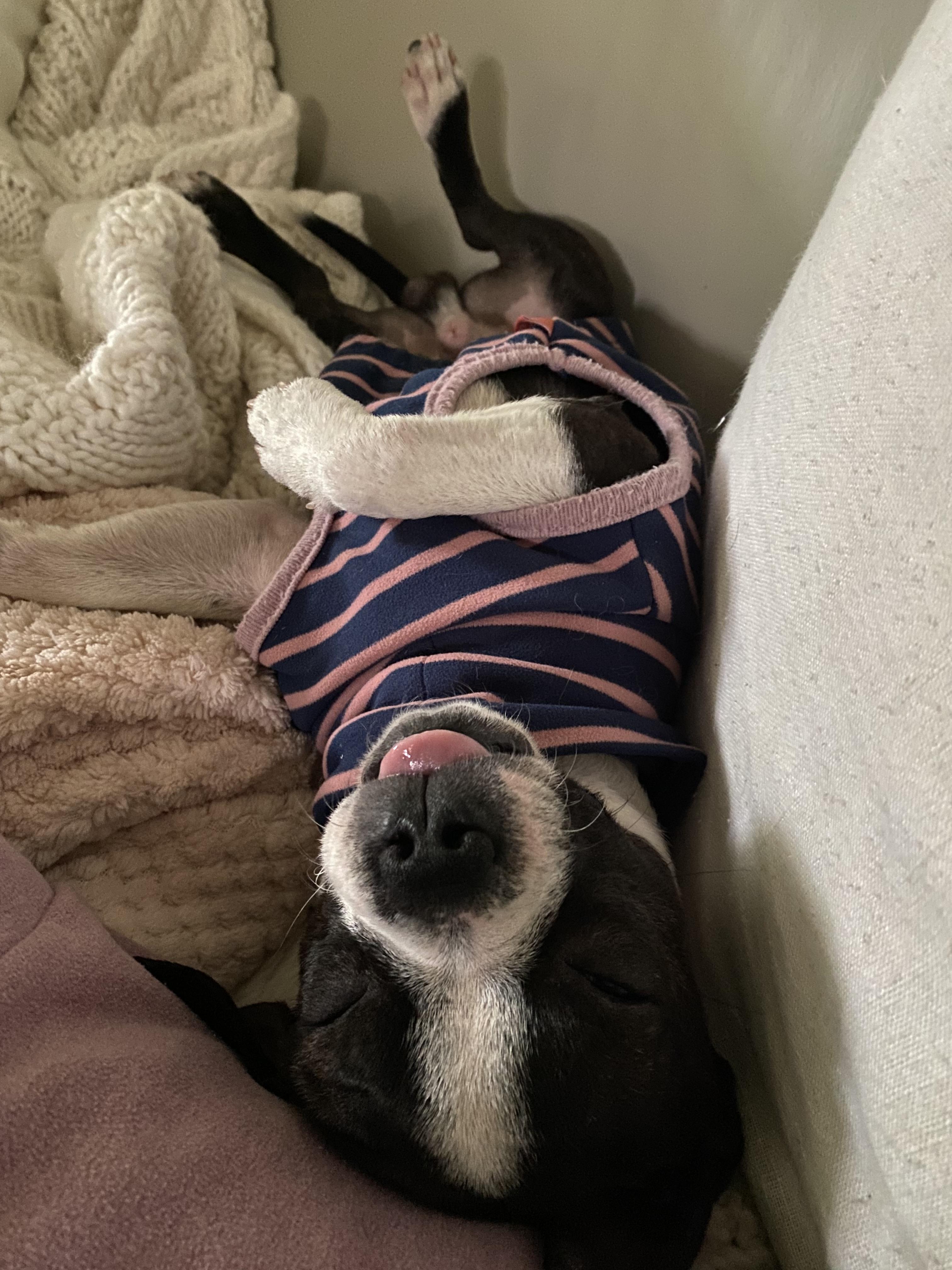 Enlarge Hank, a Adopted Boston Terrier in Sacramento, CA image 6/6