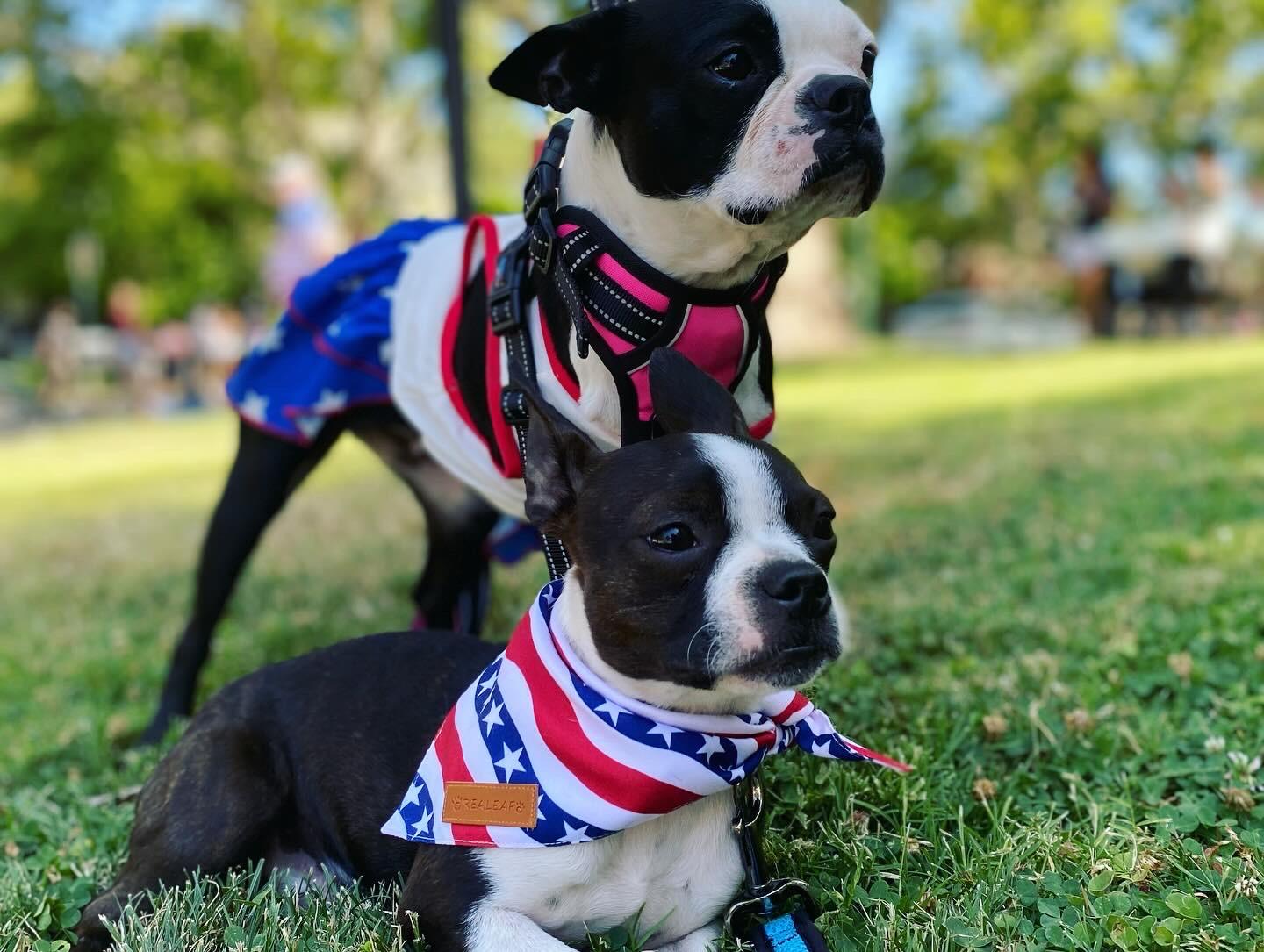 Enlarge Hank, a Adopted Boston Terrier in Sacramento, CA image 2/6