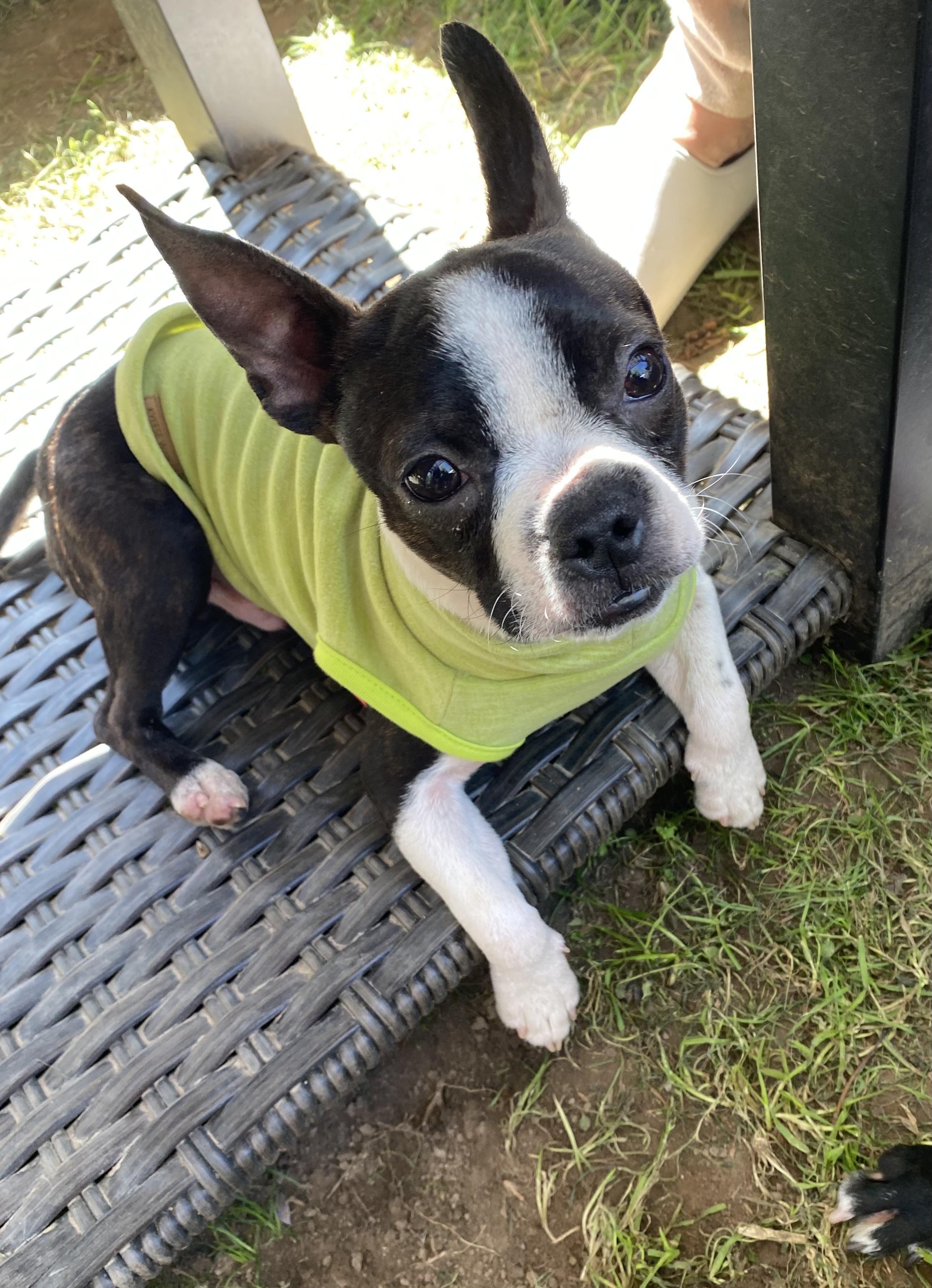 Enlarge Hank, a Adopted Boston Terrier in Sacramento, CA image 5/6