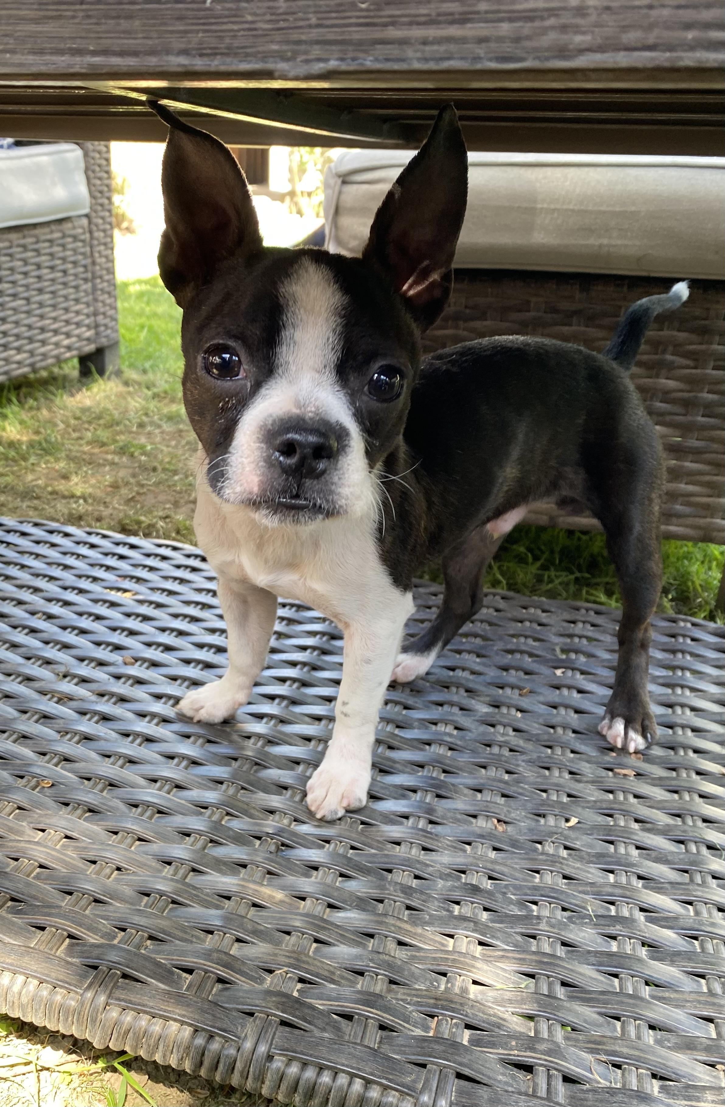 Enlarge Hank, a Adopted Boston Terrier in Sacramento, CA image 3/6