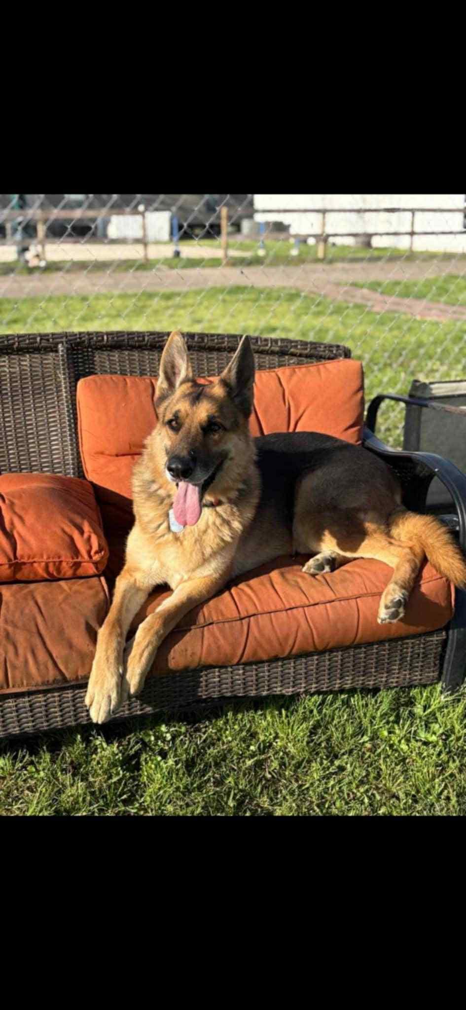 Buck, Adoptable, Adult Male German Shepherd Dog.