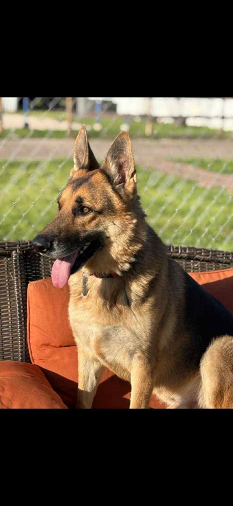 Buck, a Adoptable German Shepherd Dog in PEARLAND, TX image 2/4