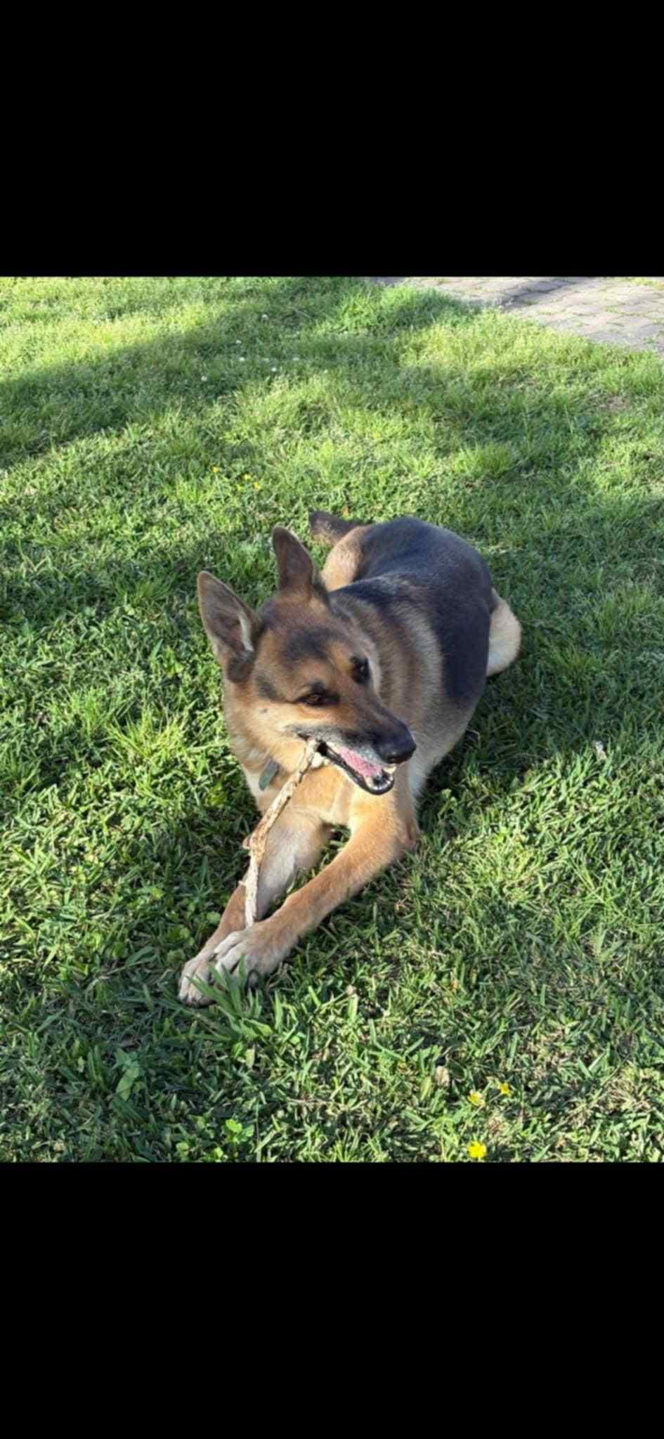 Buck, a Adoptable German Shepherd Dog in PEARLAND, TX image 3/4