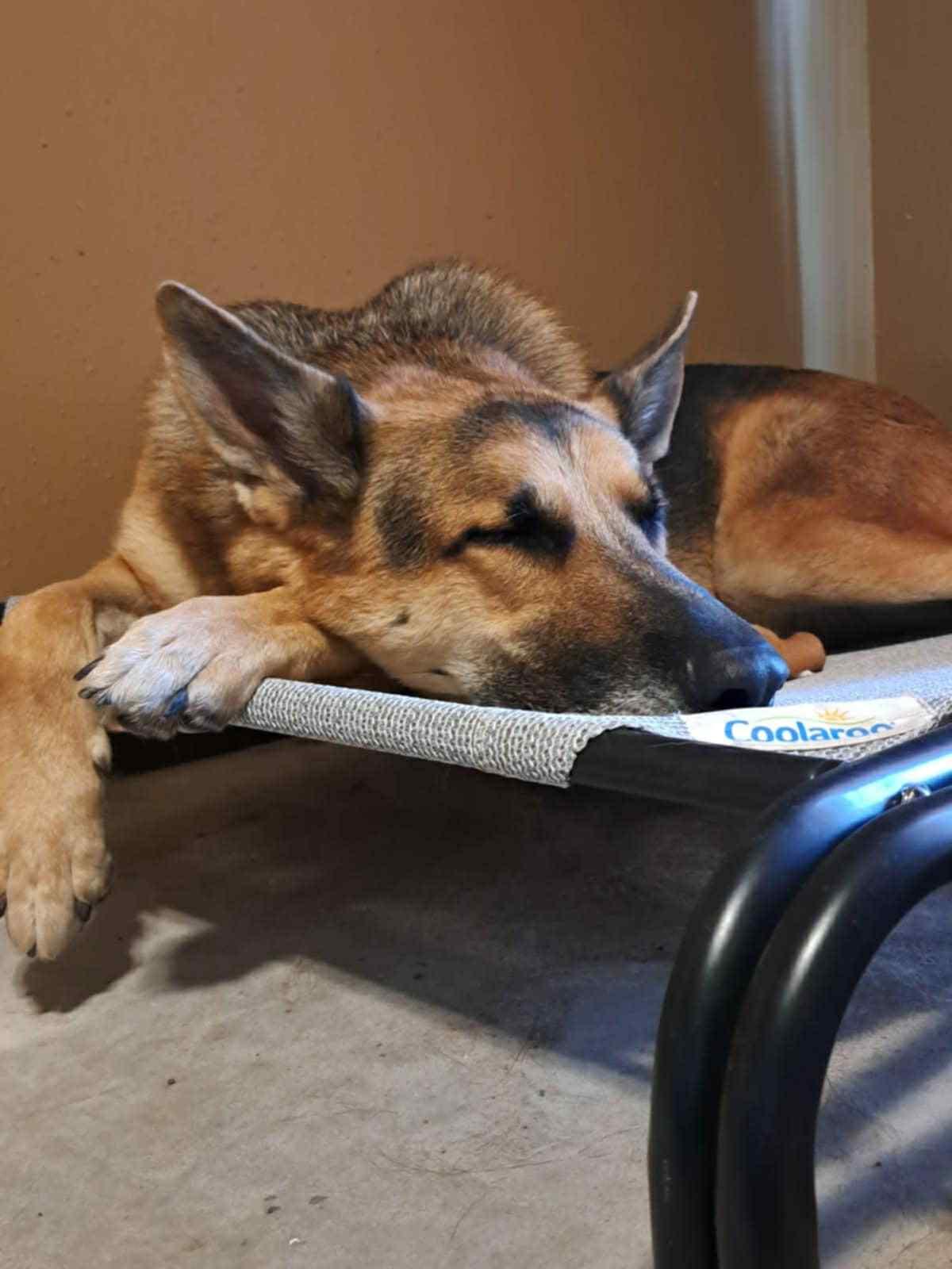 Buck, a Adoptable German Shepherd Dog in PEARLAND, TX image 4/4