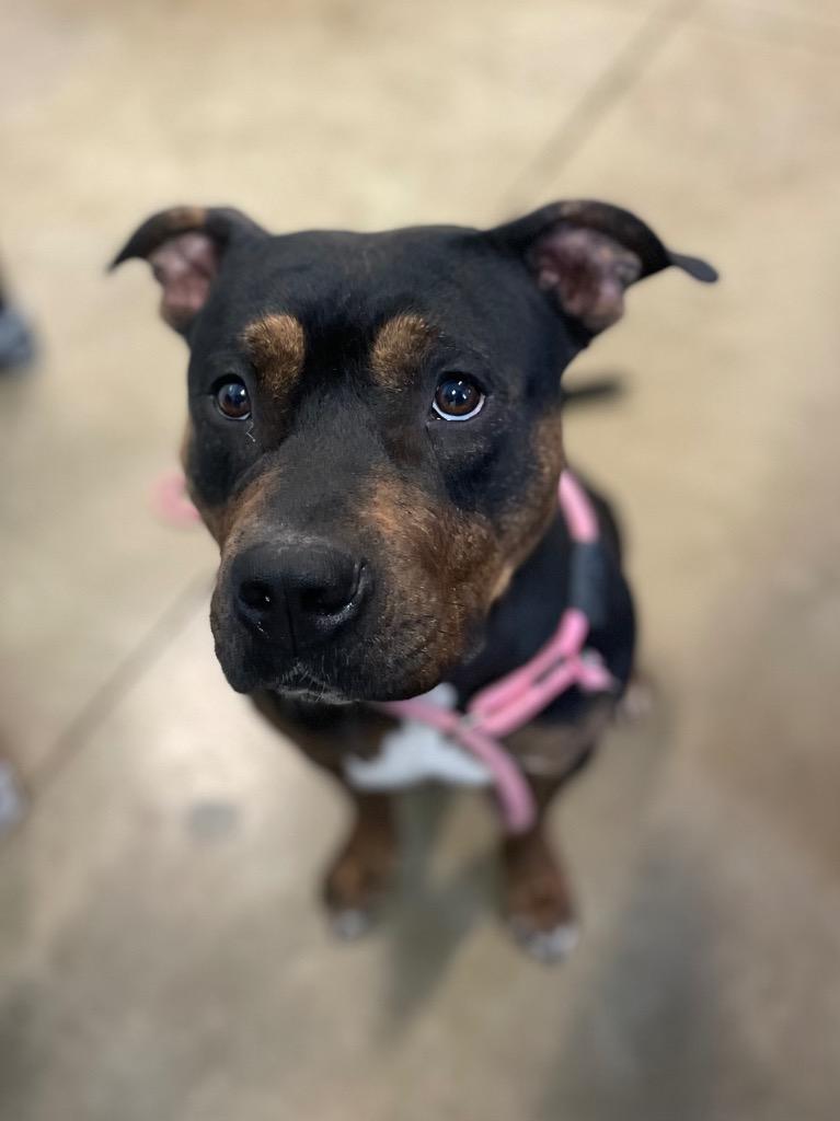 Enlarge Chanel, a ADOPTABLE Pit Bull Terrier in Calhoun, KY image 1/1