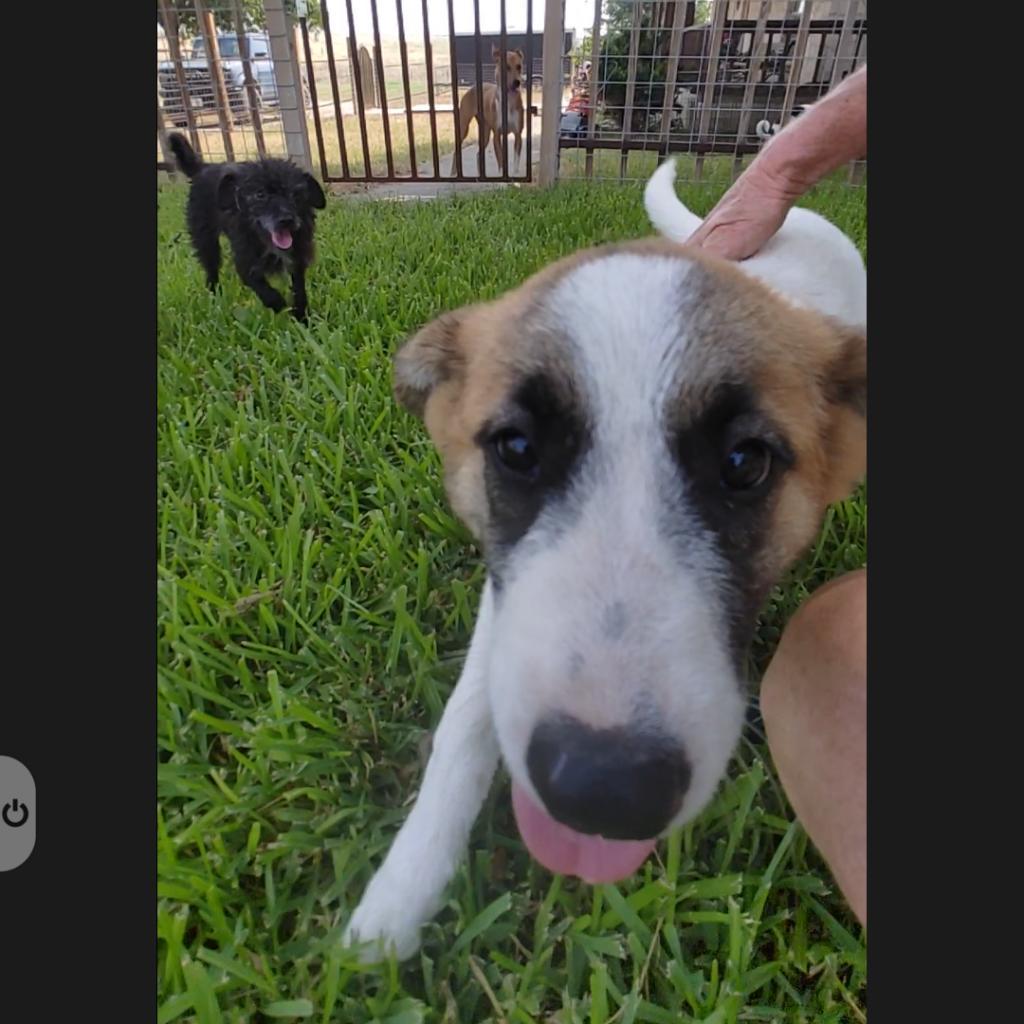 Dog for adoption Cagney, an Anatolian Shepherd in Kennewick , WA