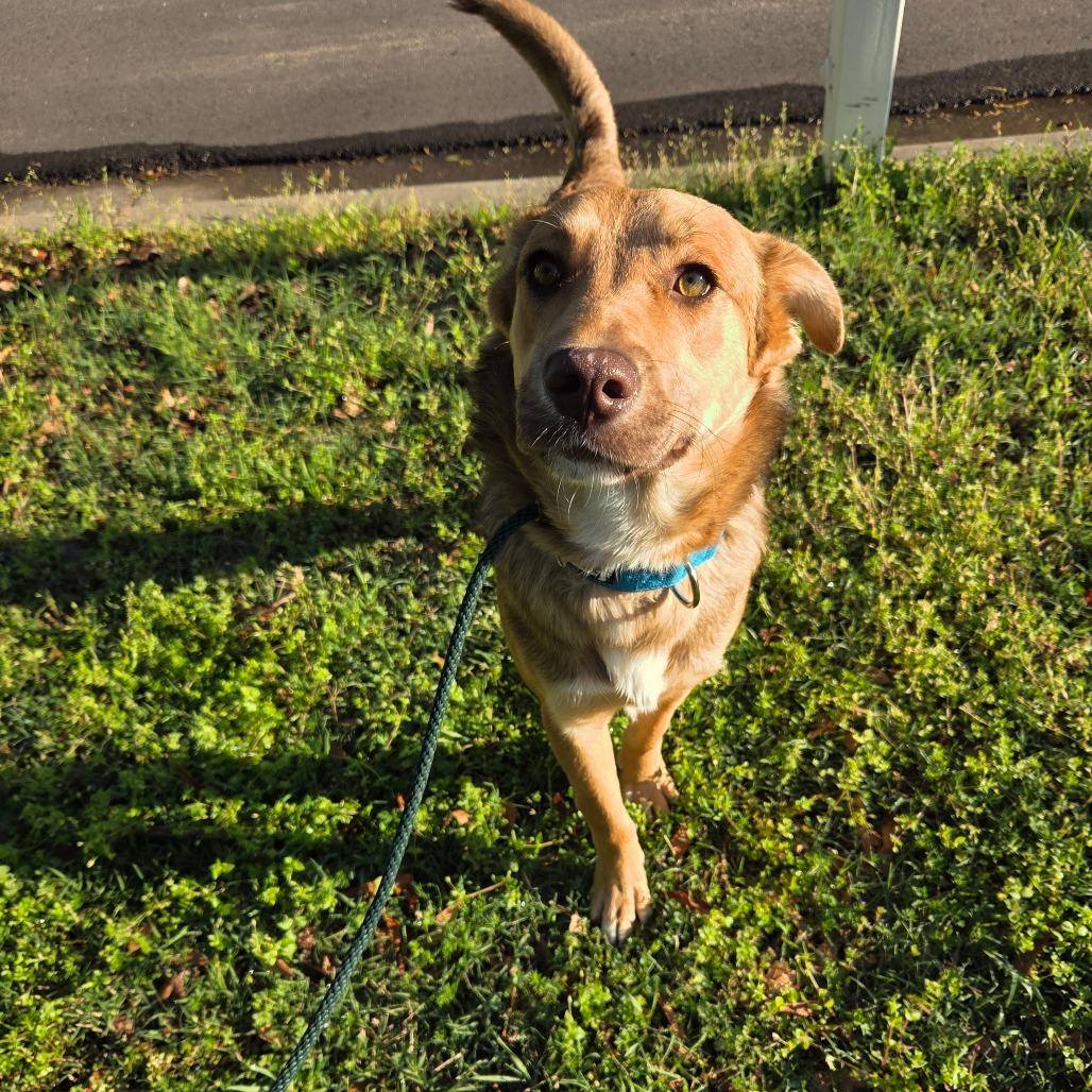 Miles, a Adoptable mixed breed in Tulsa, OK image 2/4