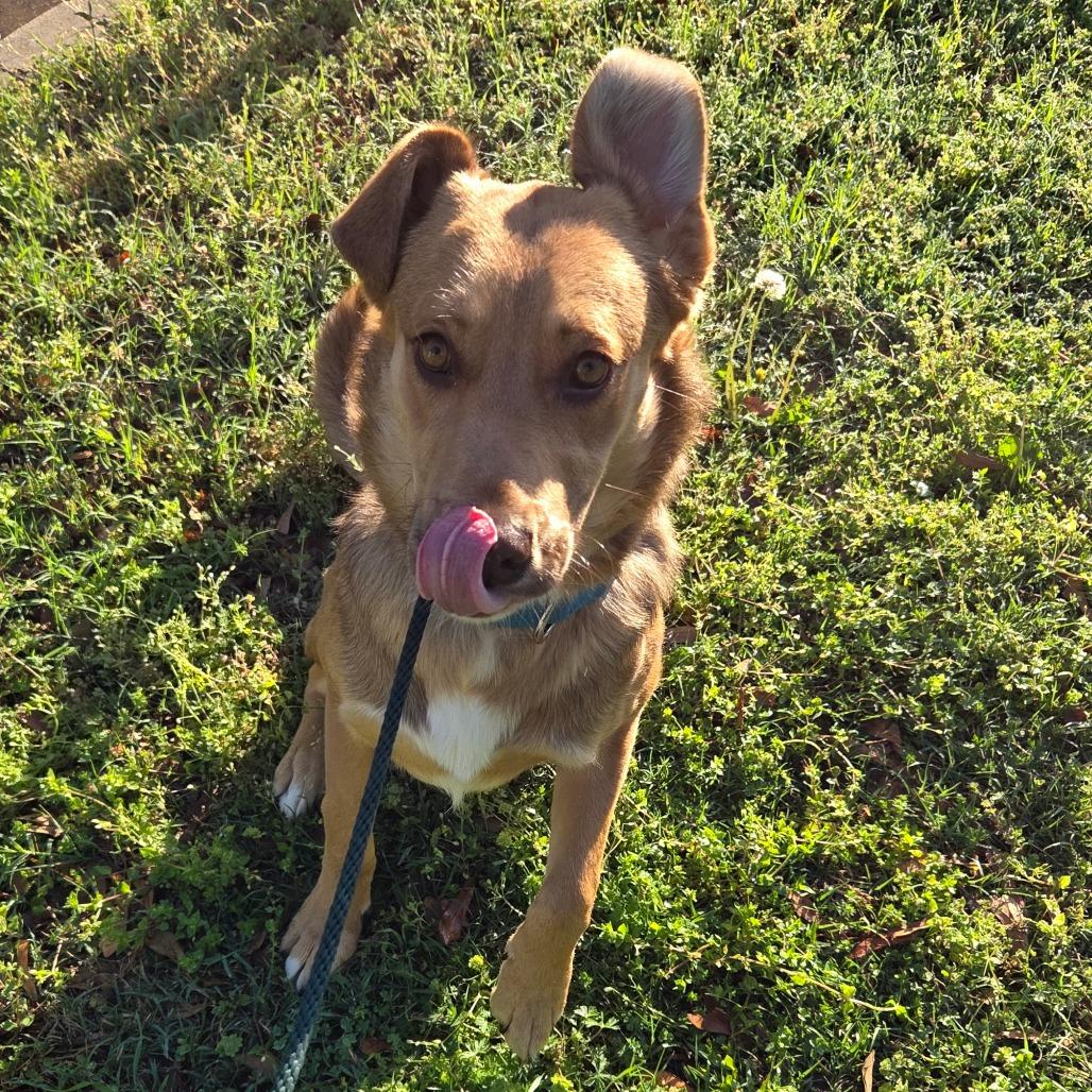 Miles, a Adoptable mixed breed in Tulsa, OK image 3/4