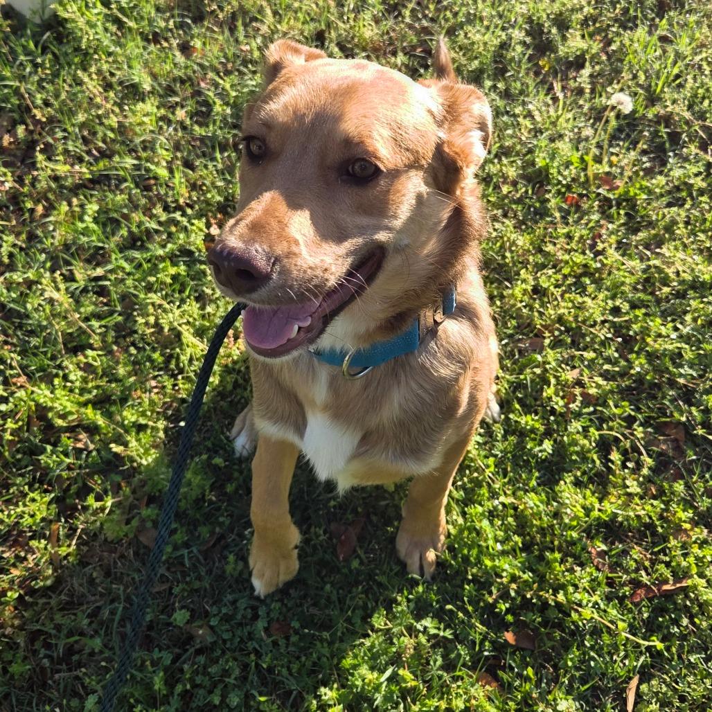 Miles, a Adoptable mixed breed in Tulsa, OK image 4/4