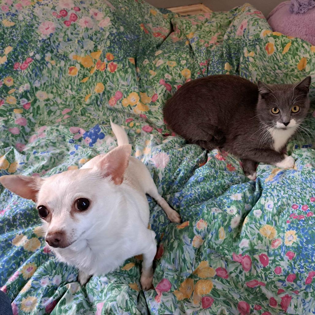 Flower (Bonded to Tulip), Adoptable, Young Female Domestic Short Hair.