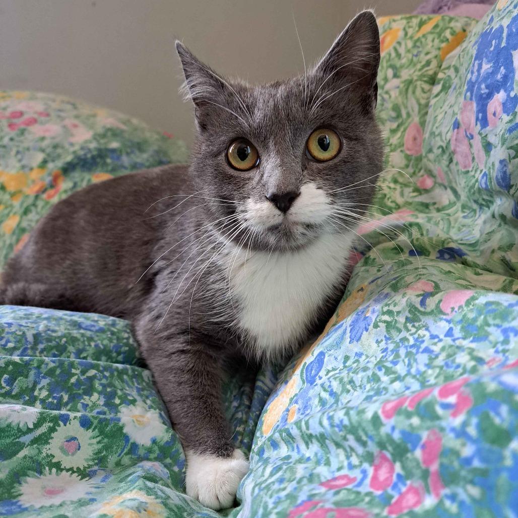 Enlarge Flower (Bonded to Tulip), a Adoptable Domestic Short Hair in Richmond, KY image 2/6